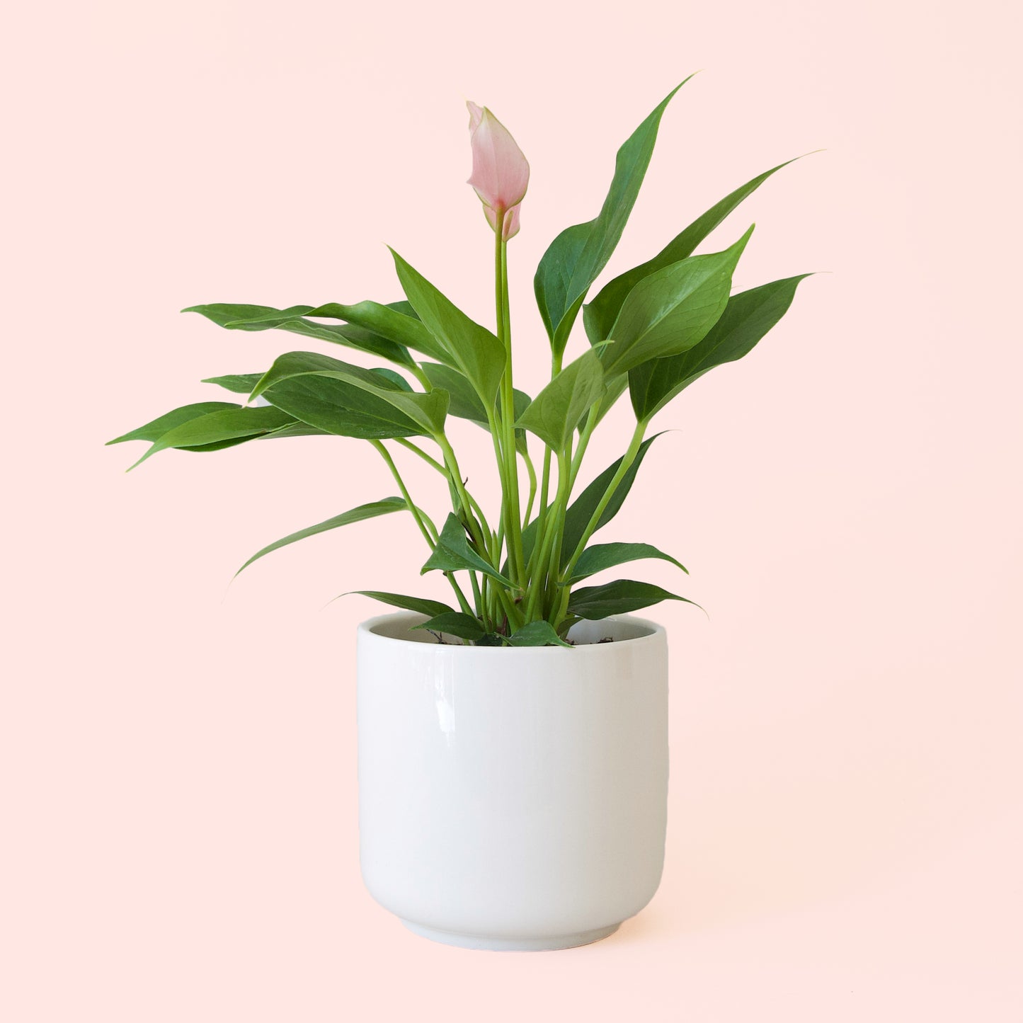 Anthurium | Lilli