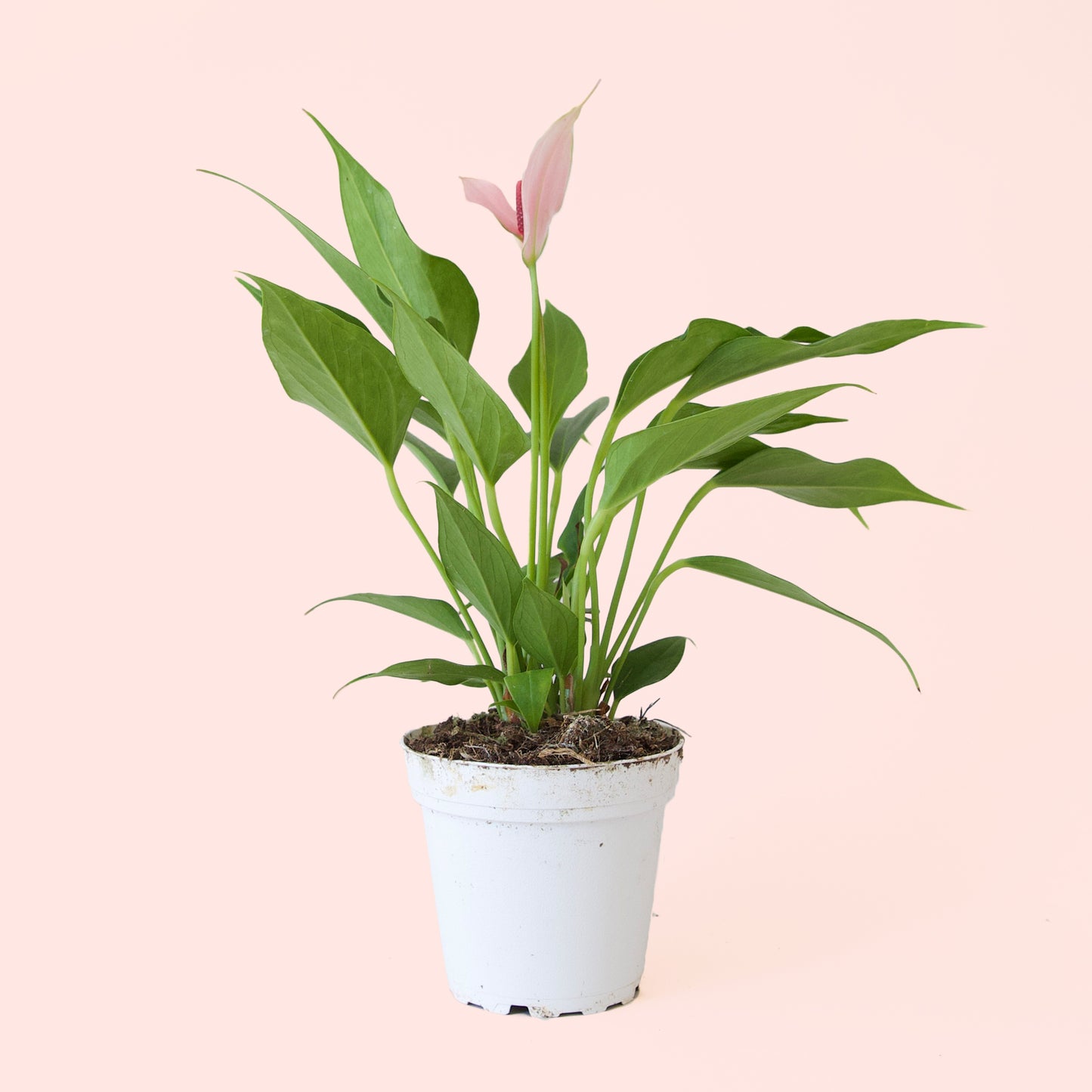 Anthurium | Lilli