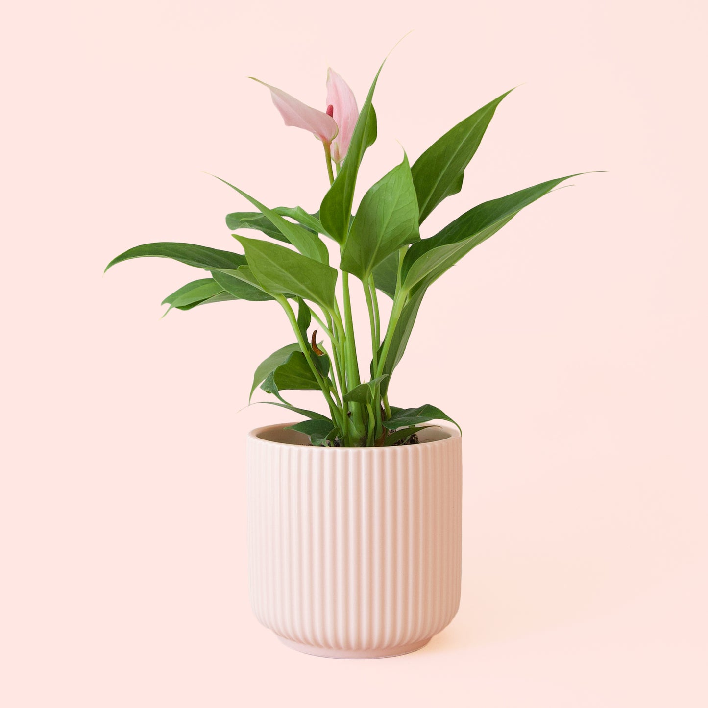 Anthurium | Lilli