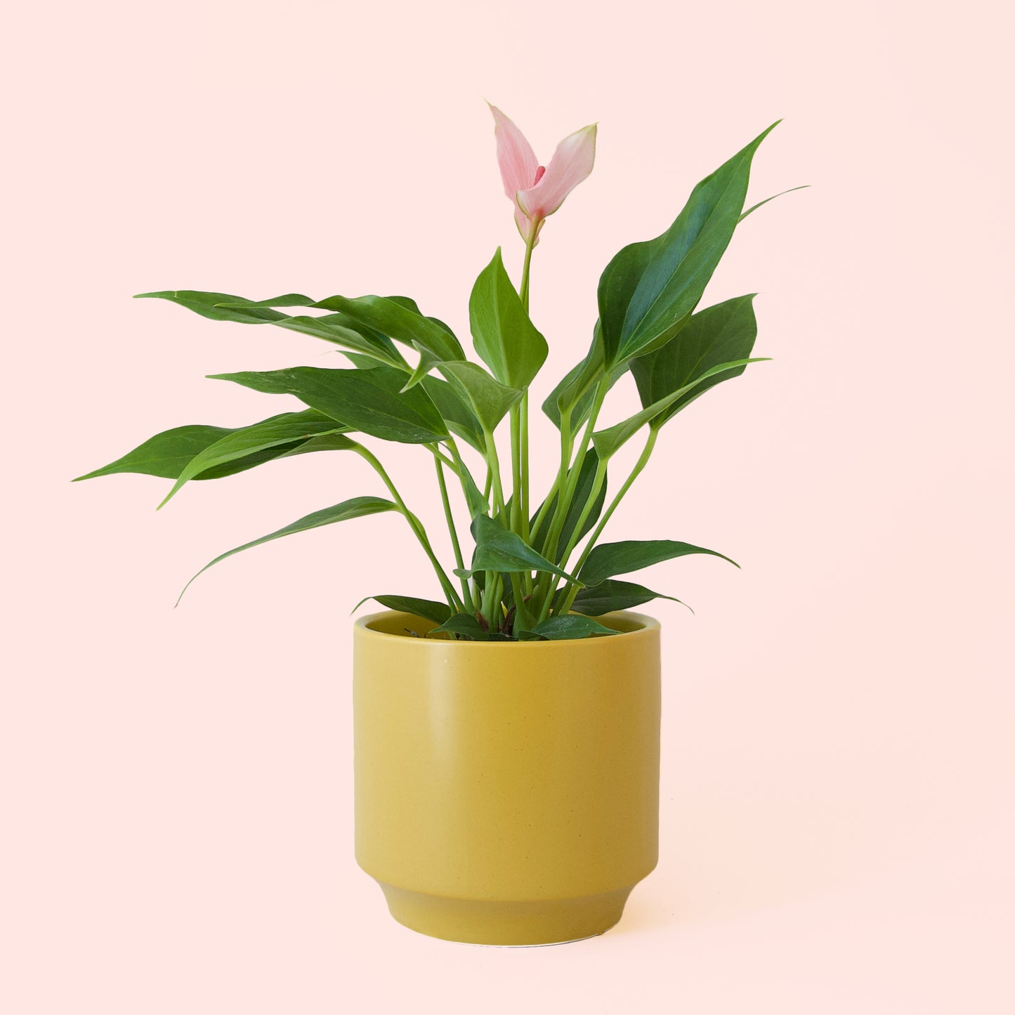 Anthurium | Lilli