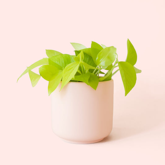 Pothos | Neon