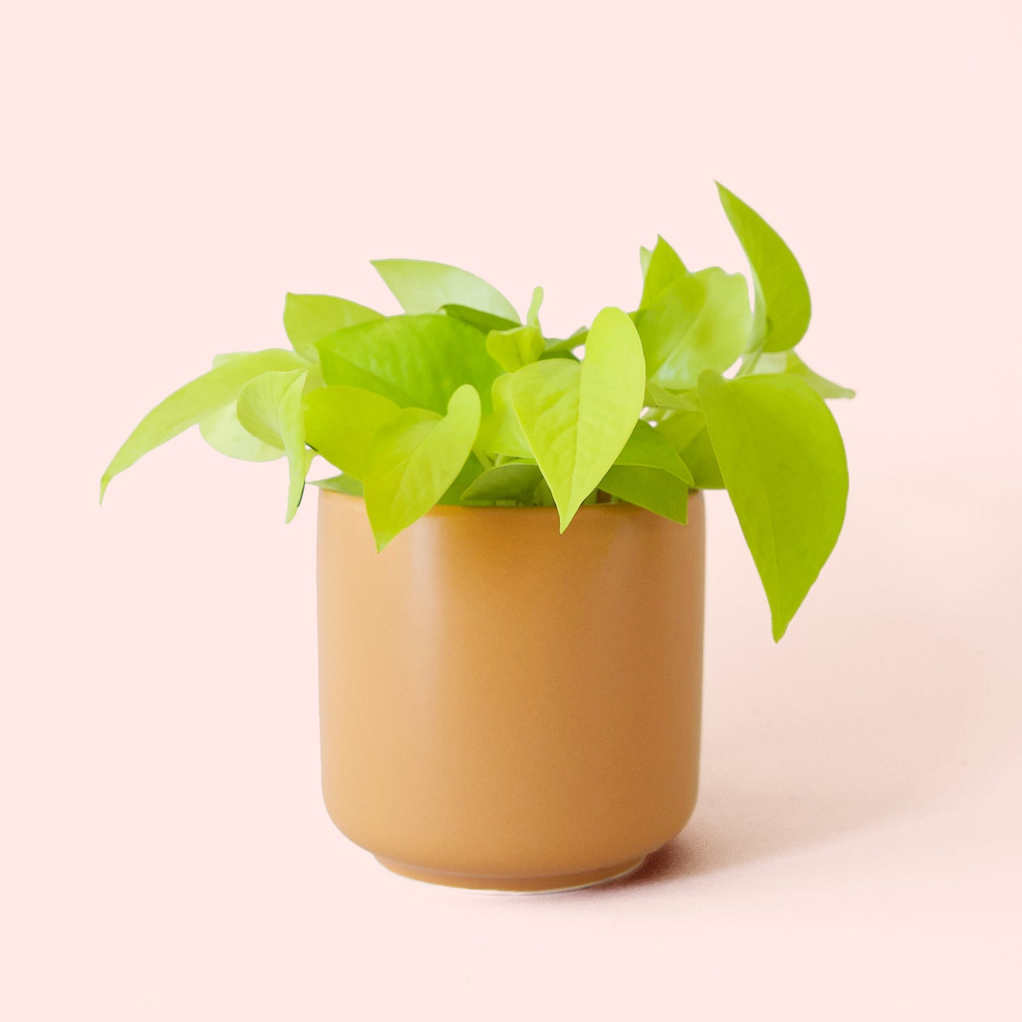 Pothos | Neon