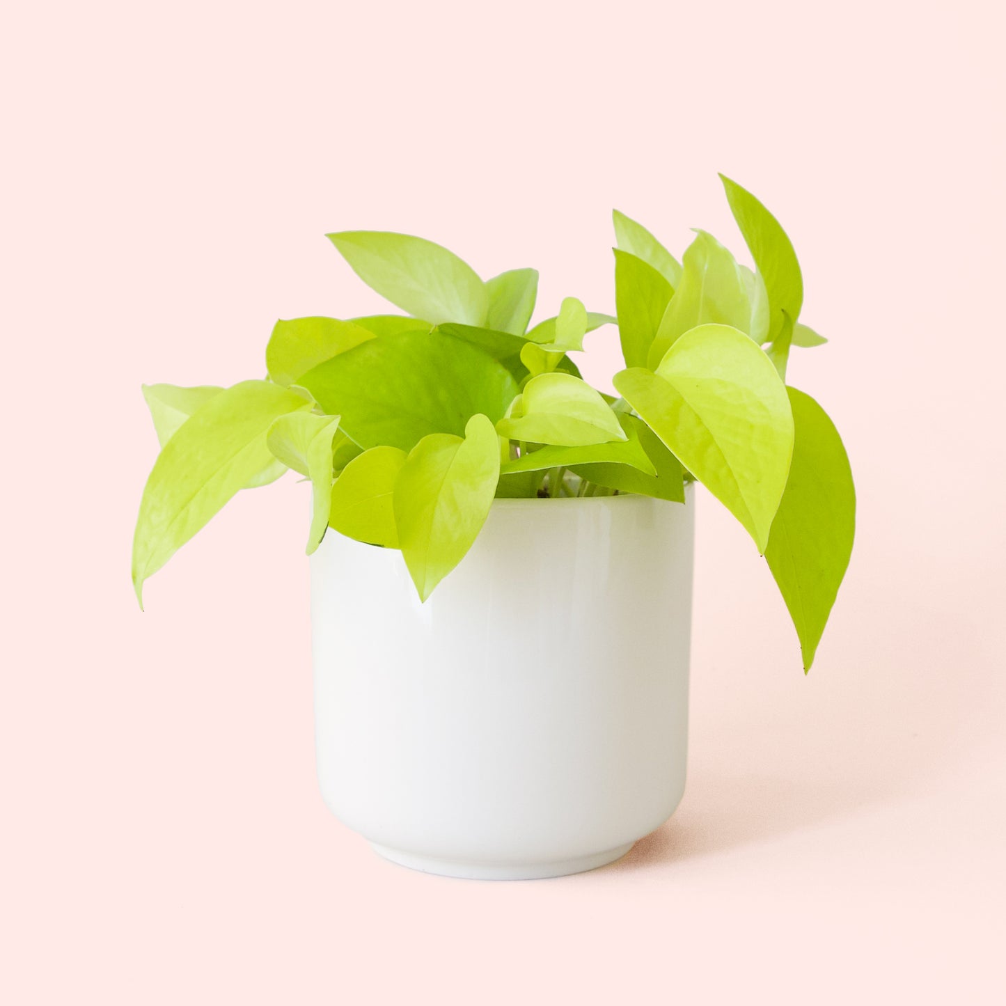 Pothos | Neon