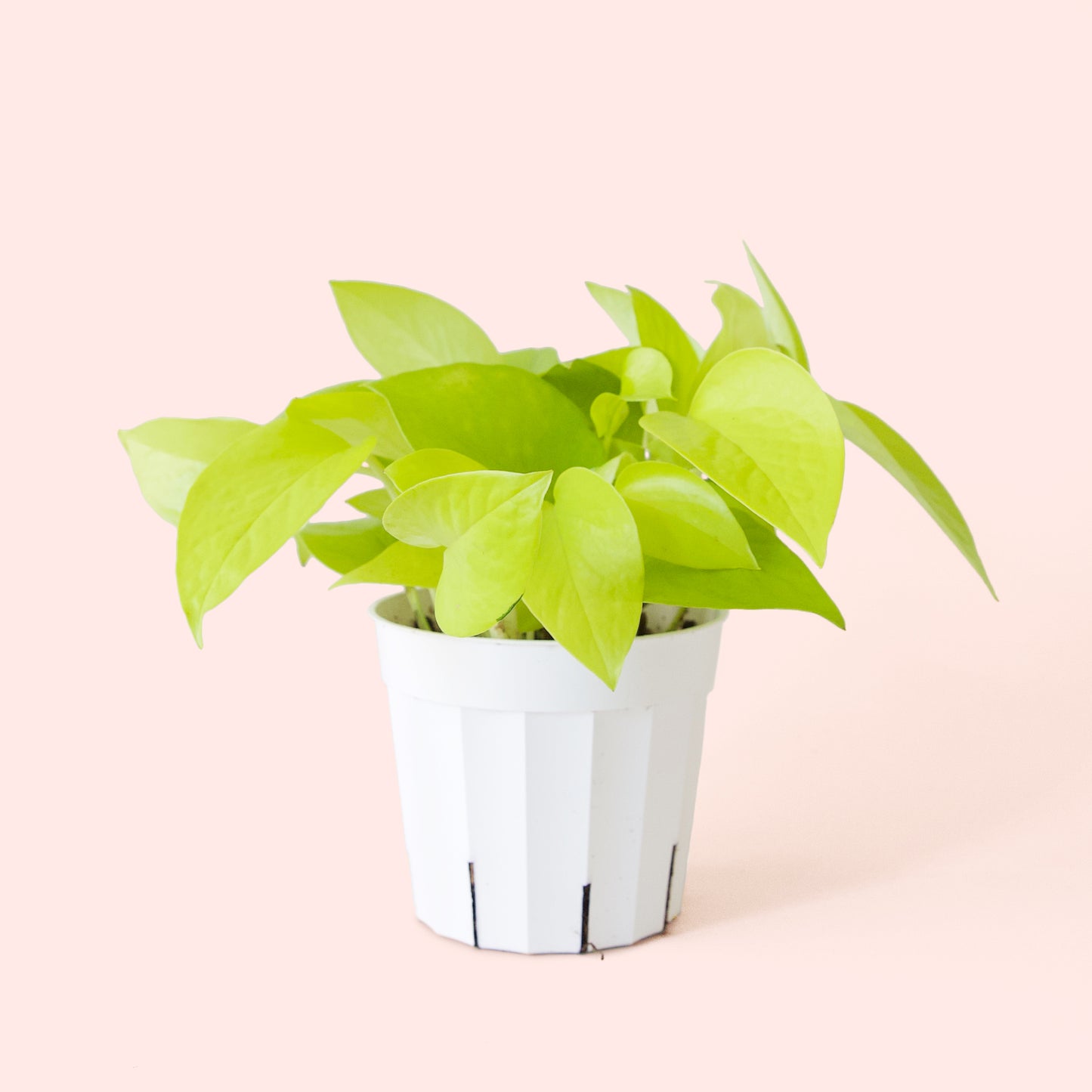 Pothos | Neon