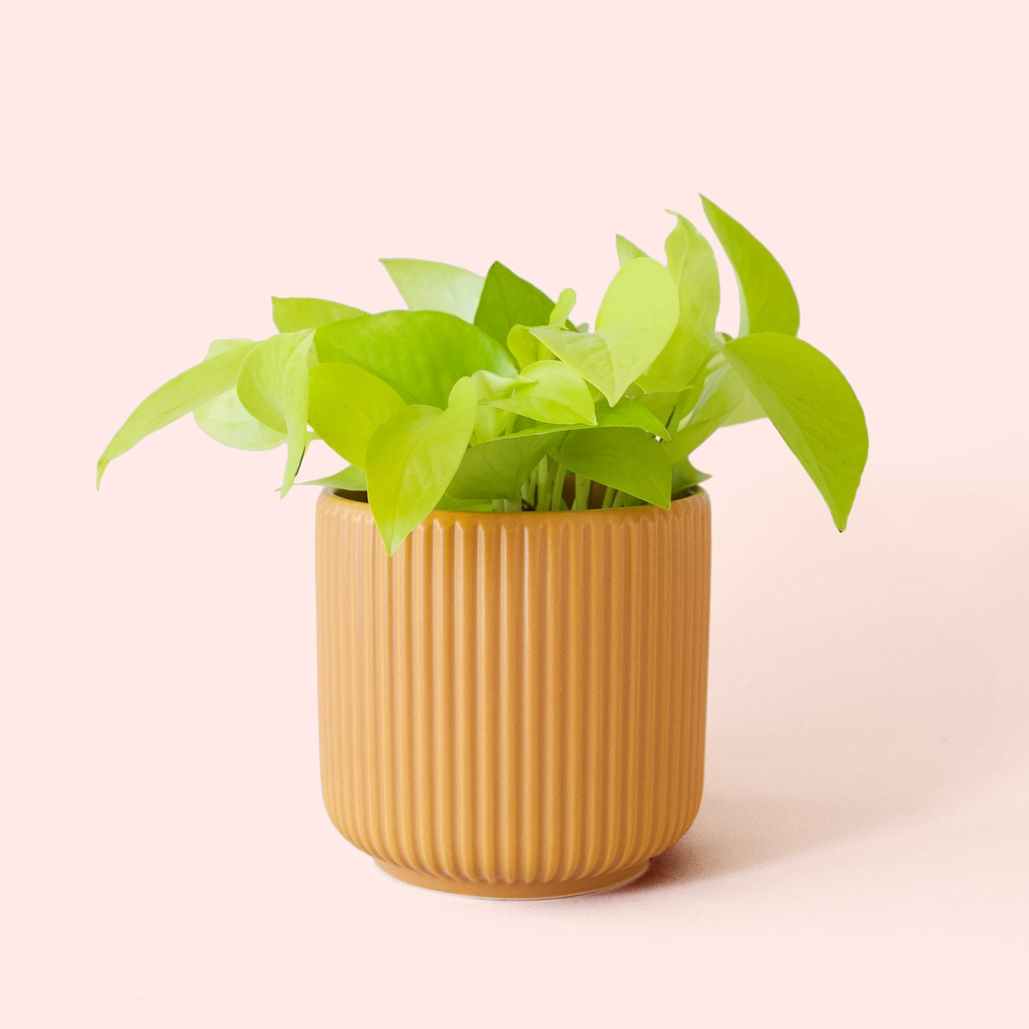 Pothos | Neon