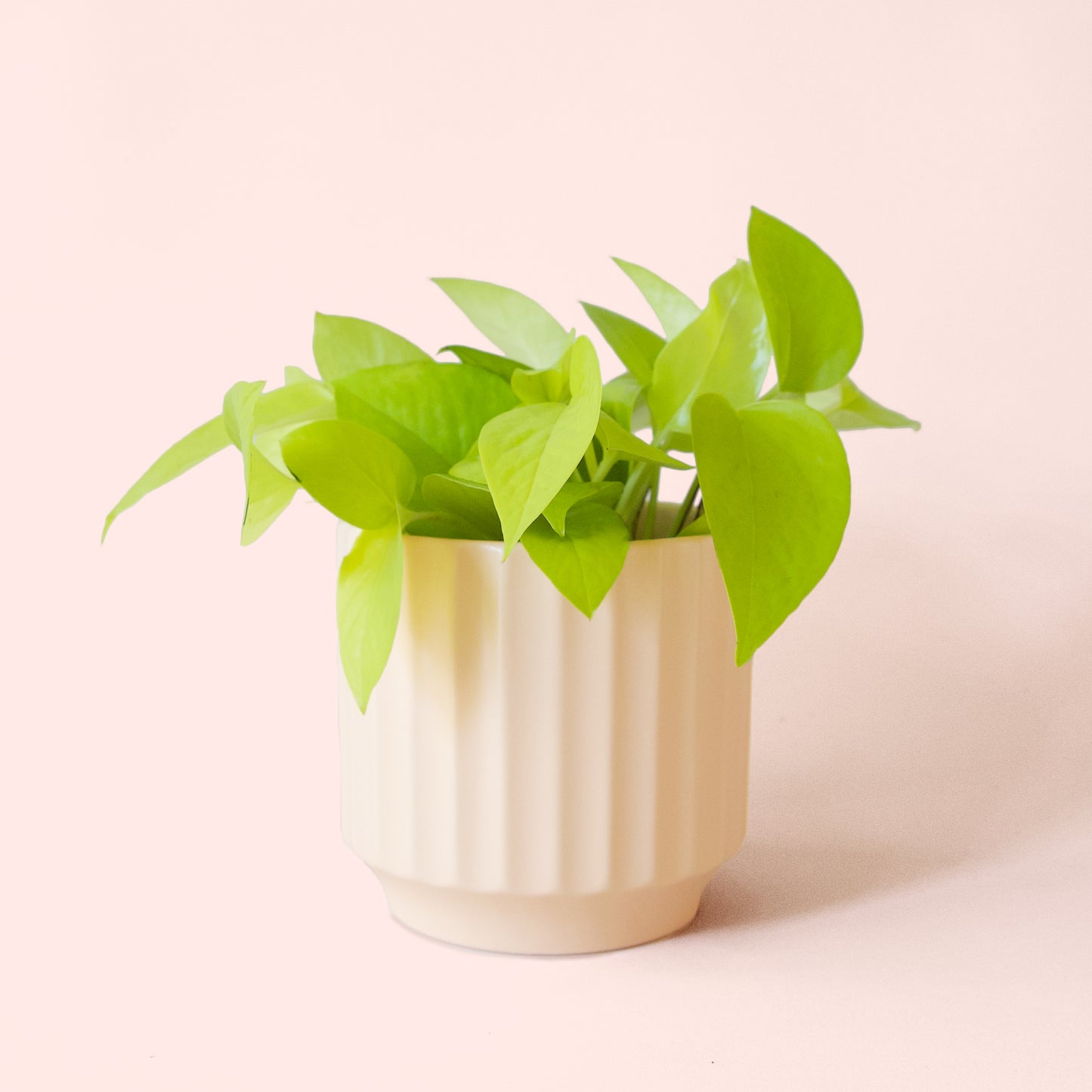 Pothos | Neon