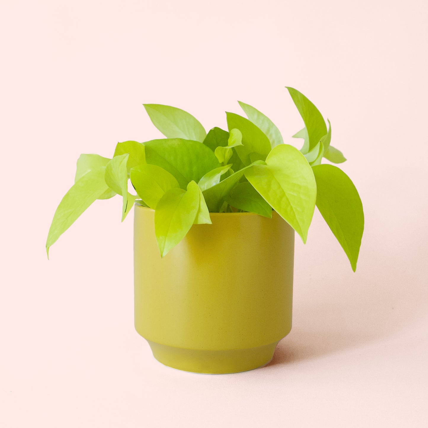 Pothos | Neon