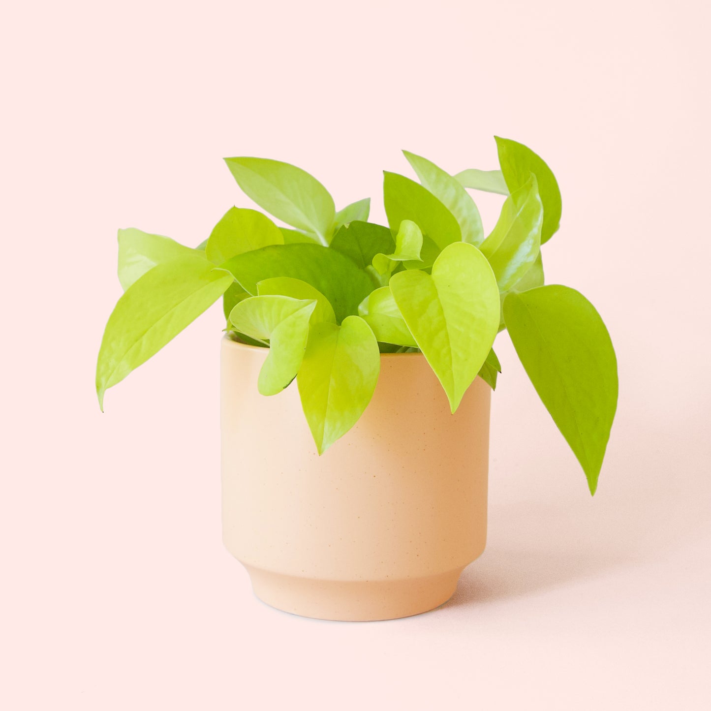 Pothos | Neon