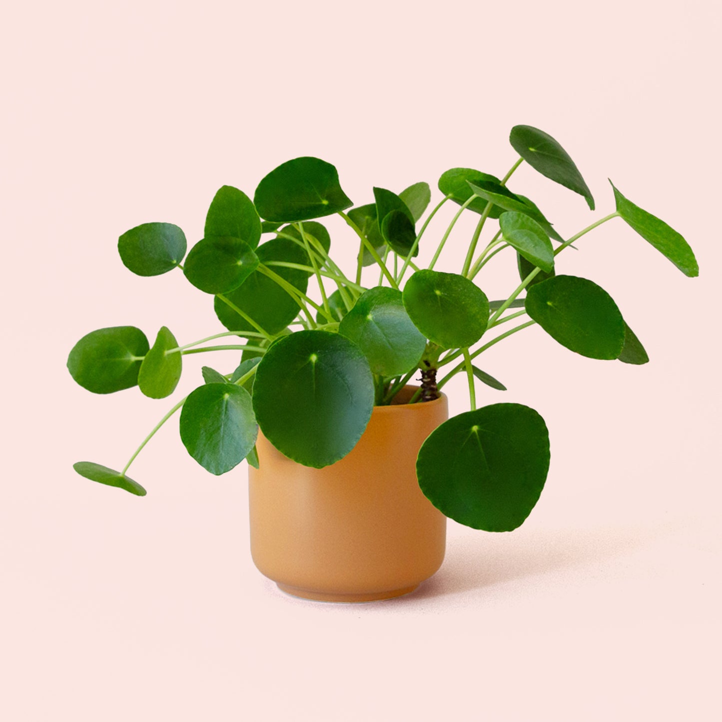 Pilea | Peperomioide