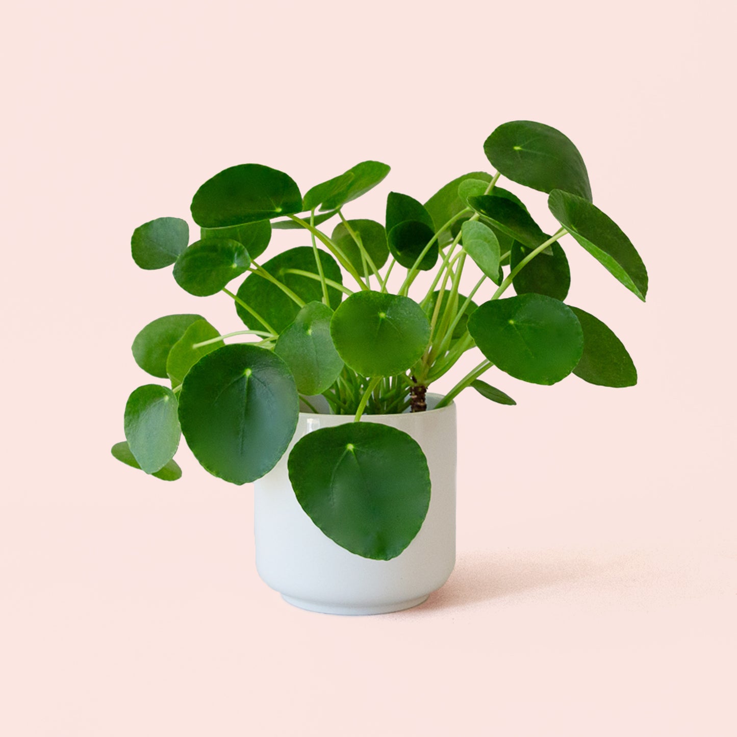 Pilea | Peperomioide