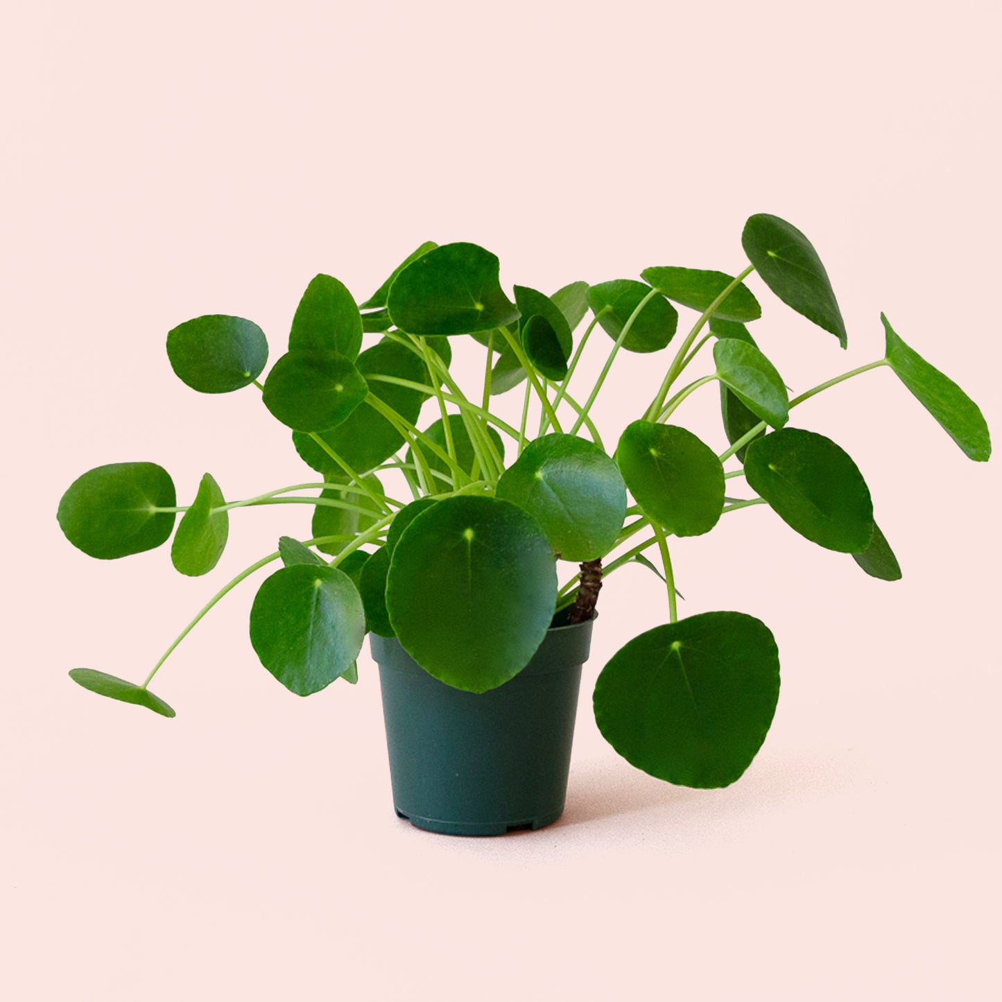 Pilea | Peperomioide