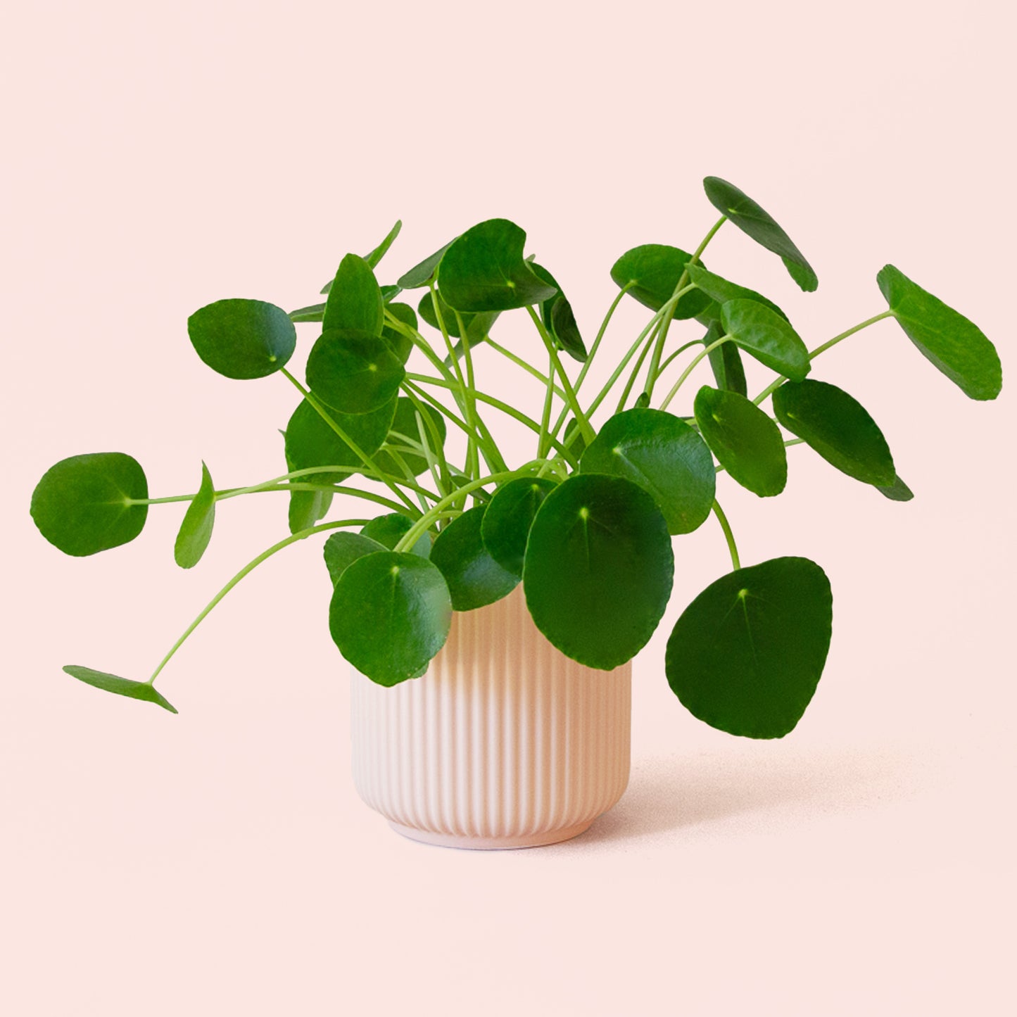 Pilea | Peperomioide