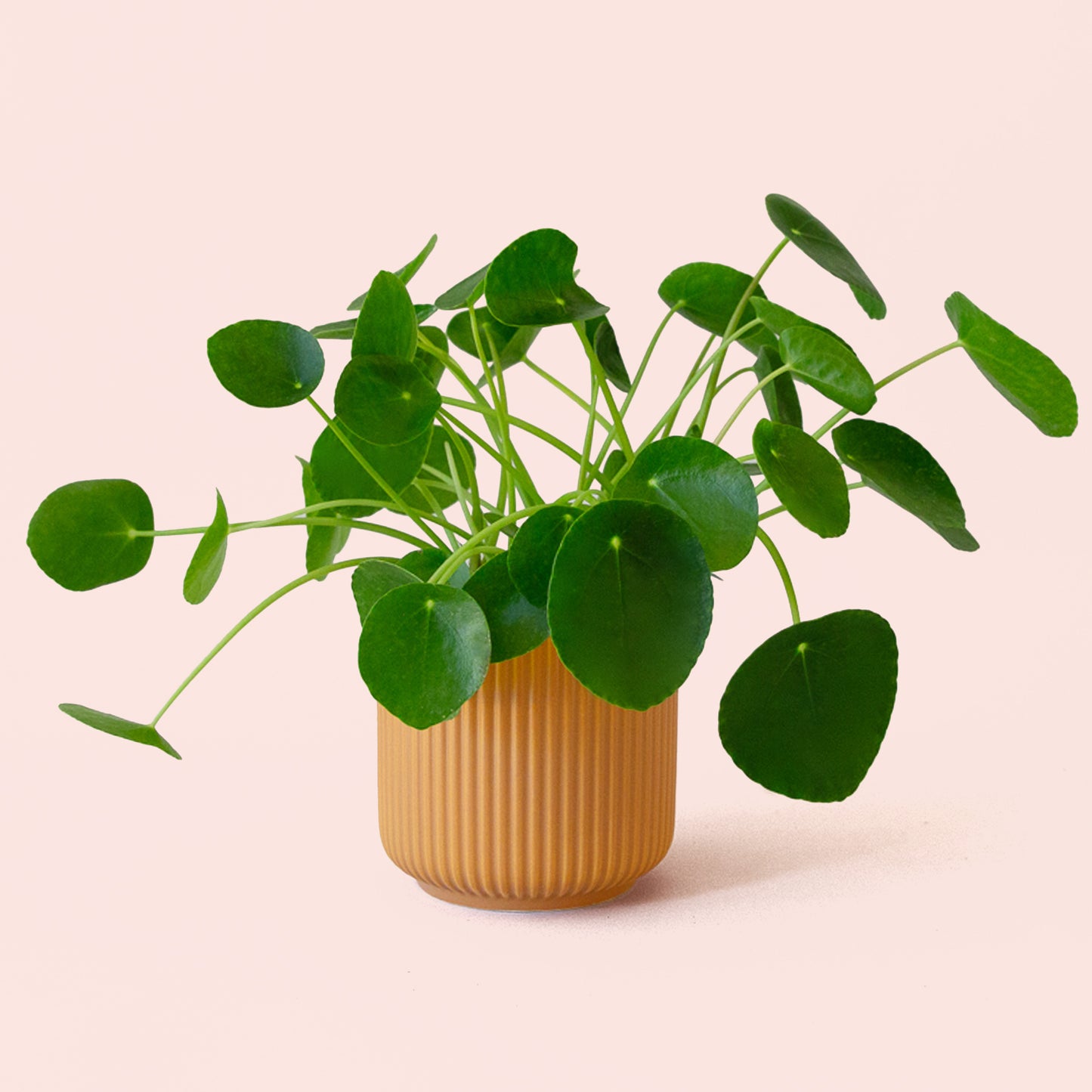 Pilea | Peperomioide