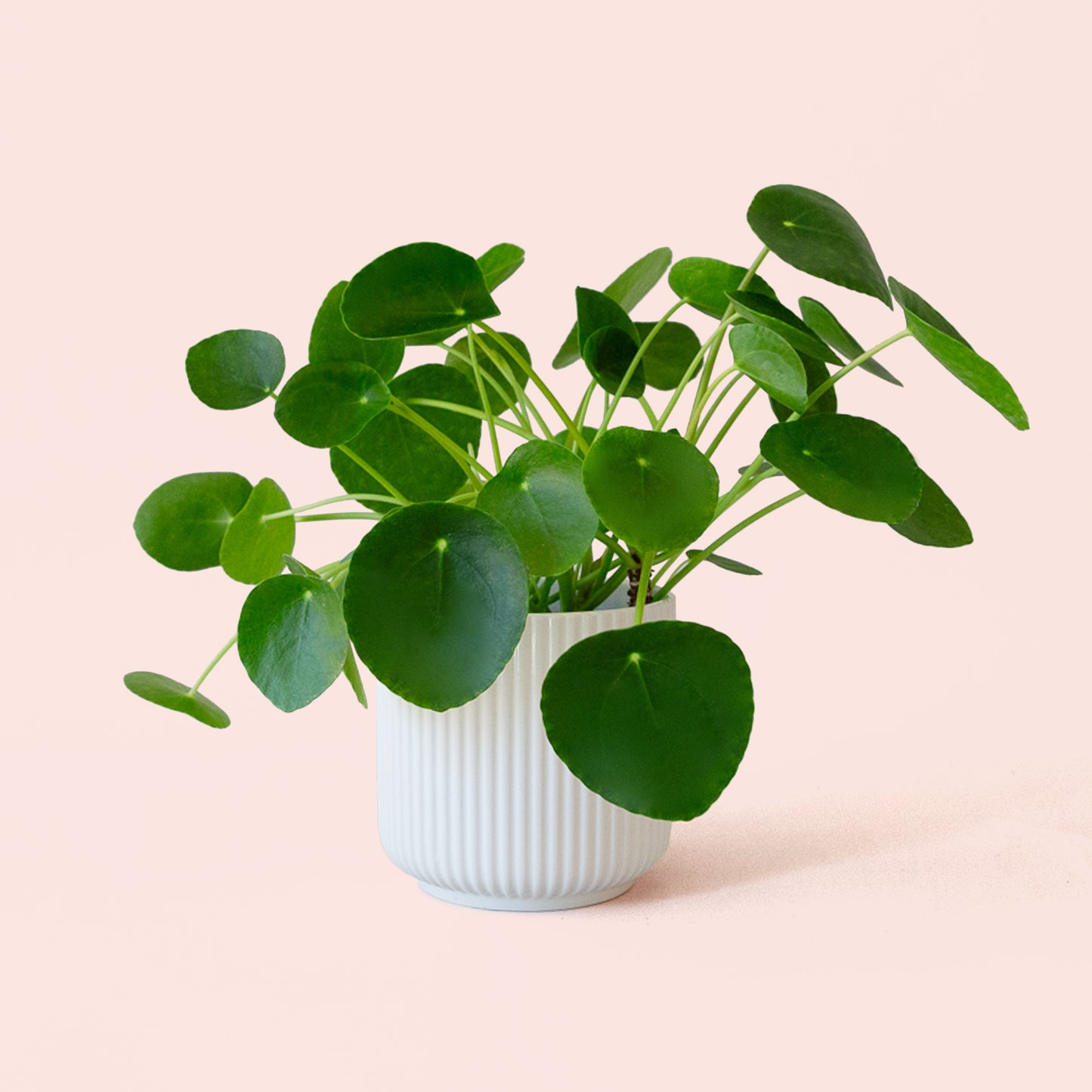 Pilea | Peperomioide