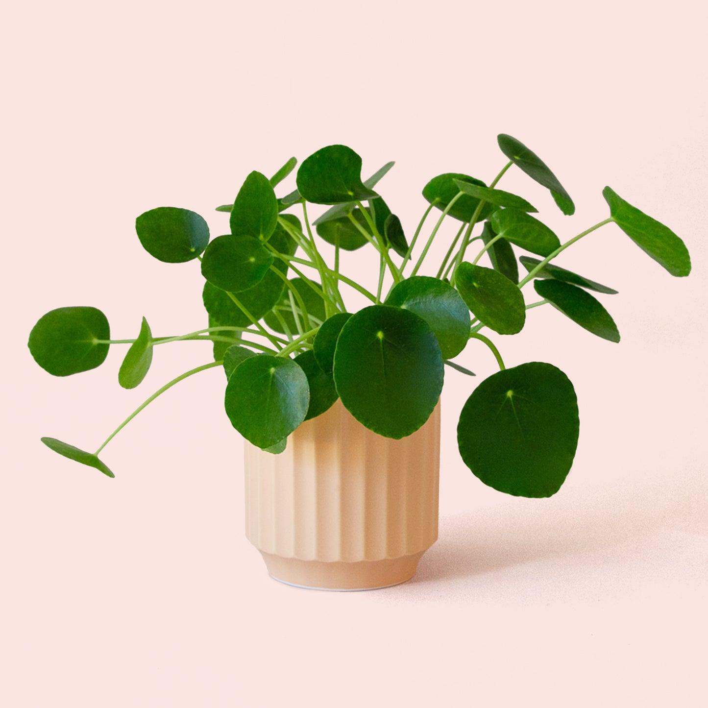 Pilea | Peperomioide