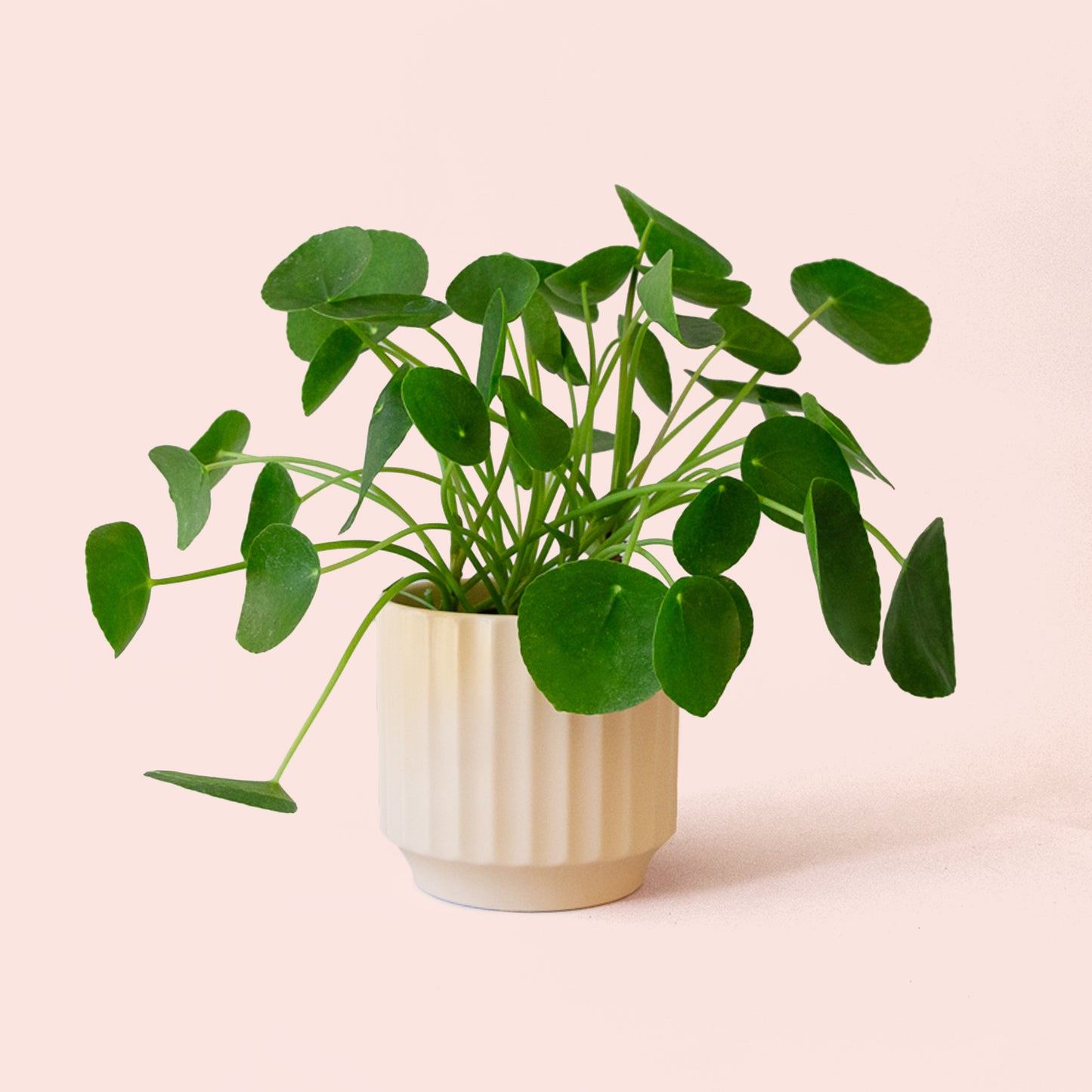 Pilea | Peperomioide