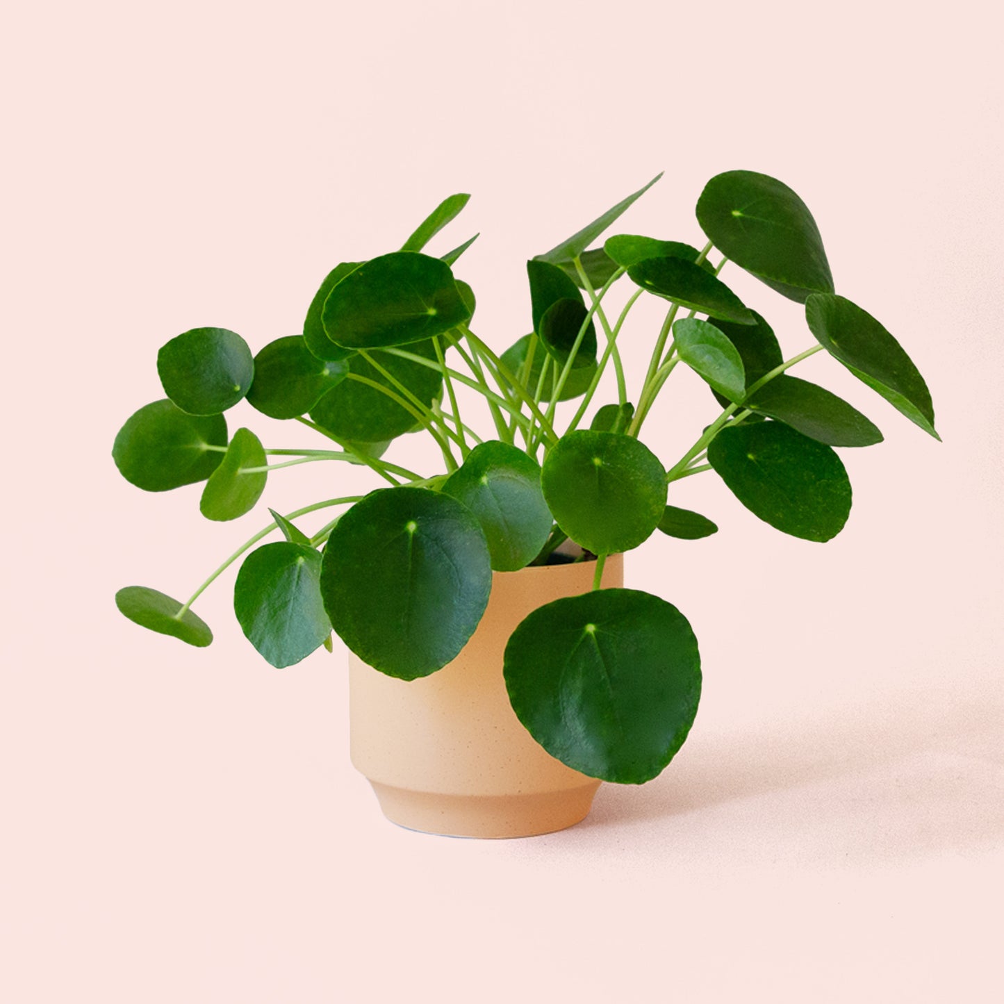 Pilea | Peperomioide