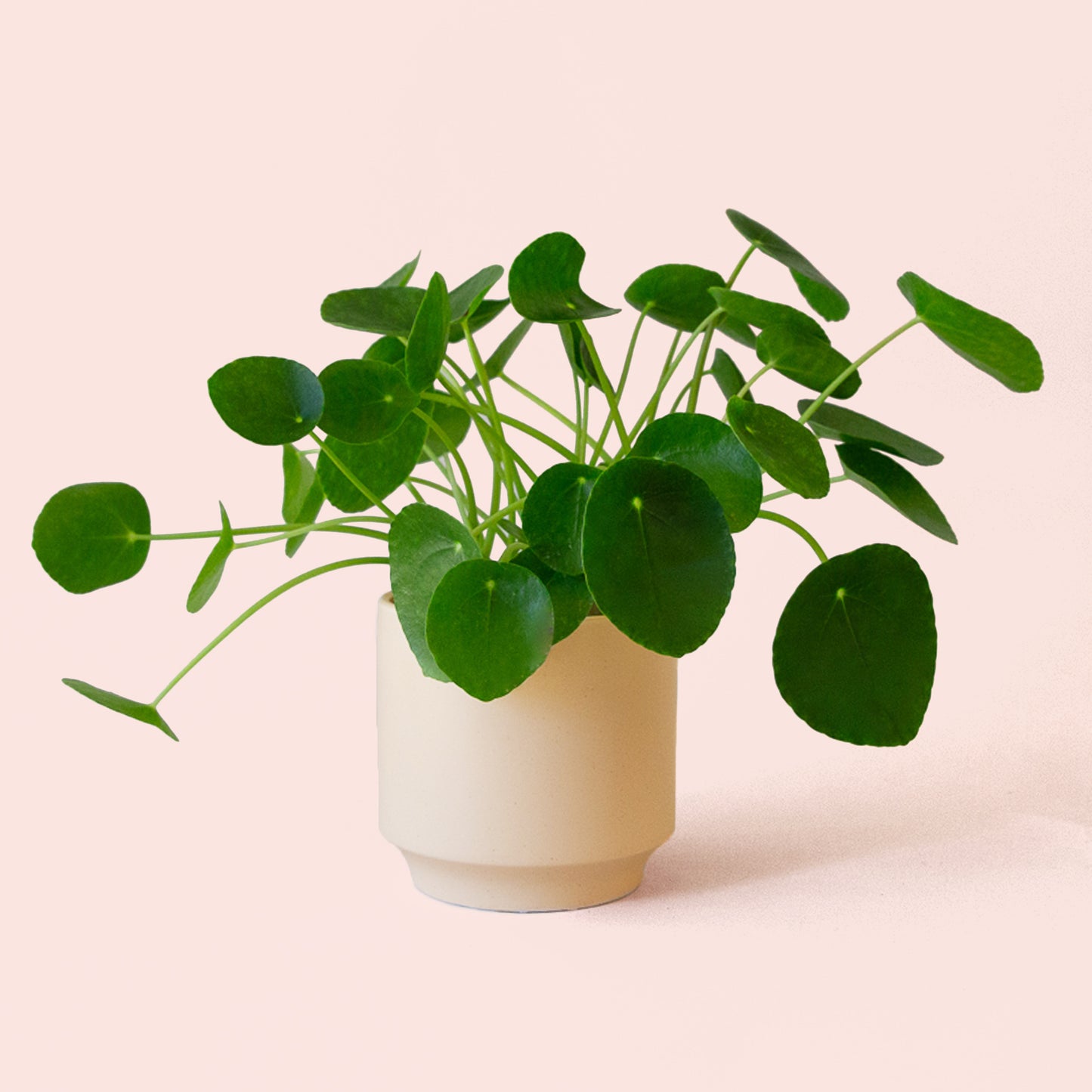 Pilea | Peperomioide