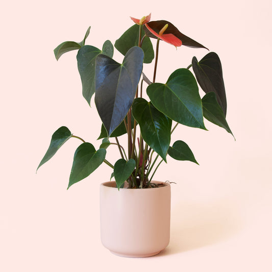 Anthurium | Rainbow Champion