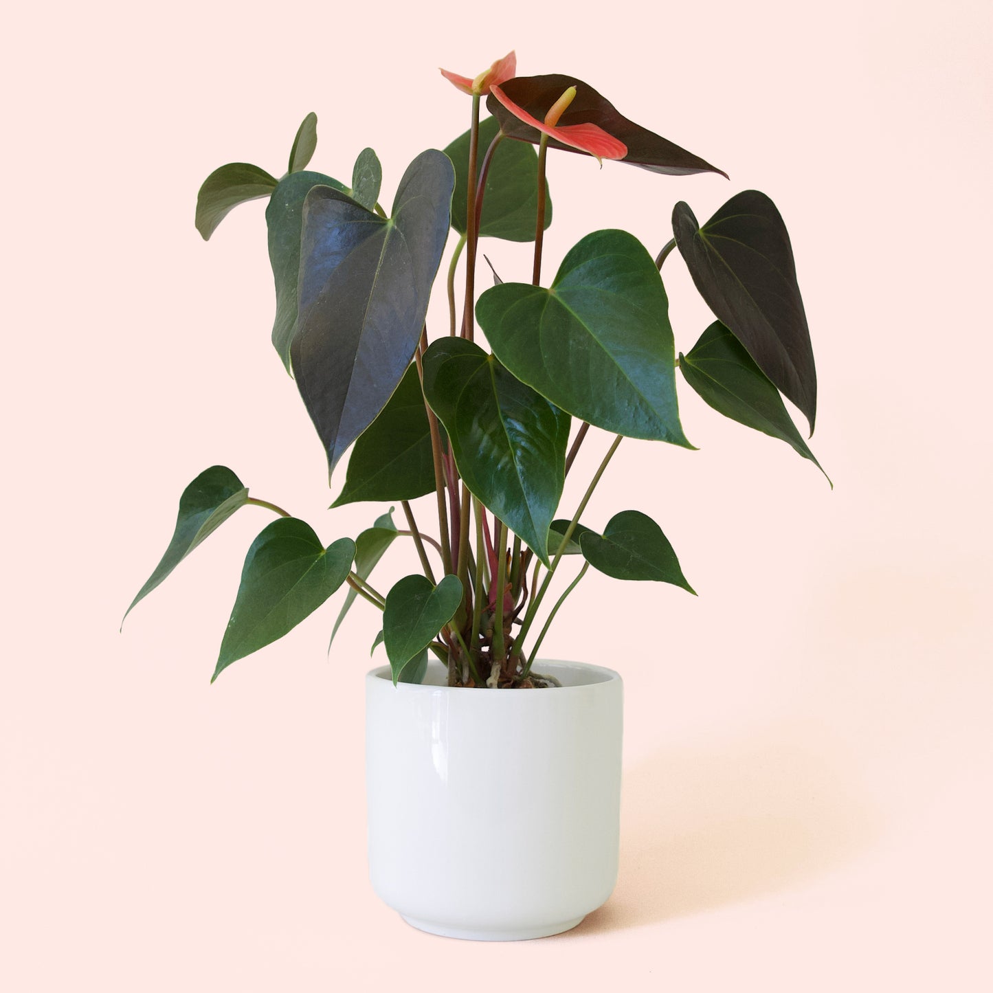 Anthurium | Rainbow Champion