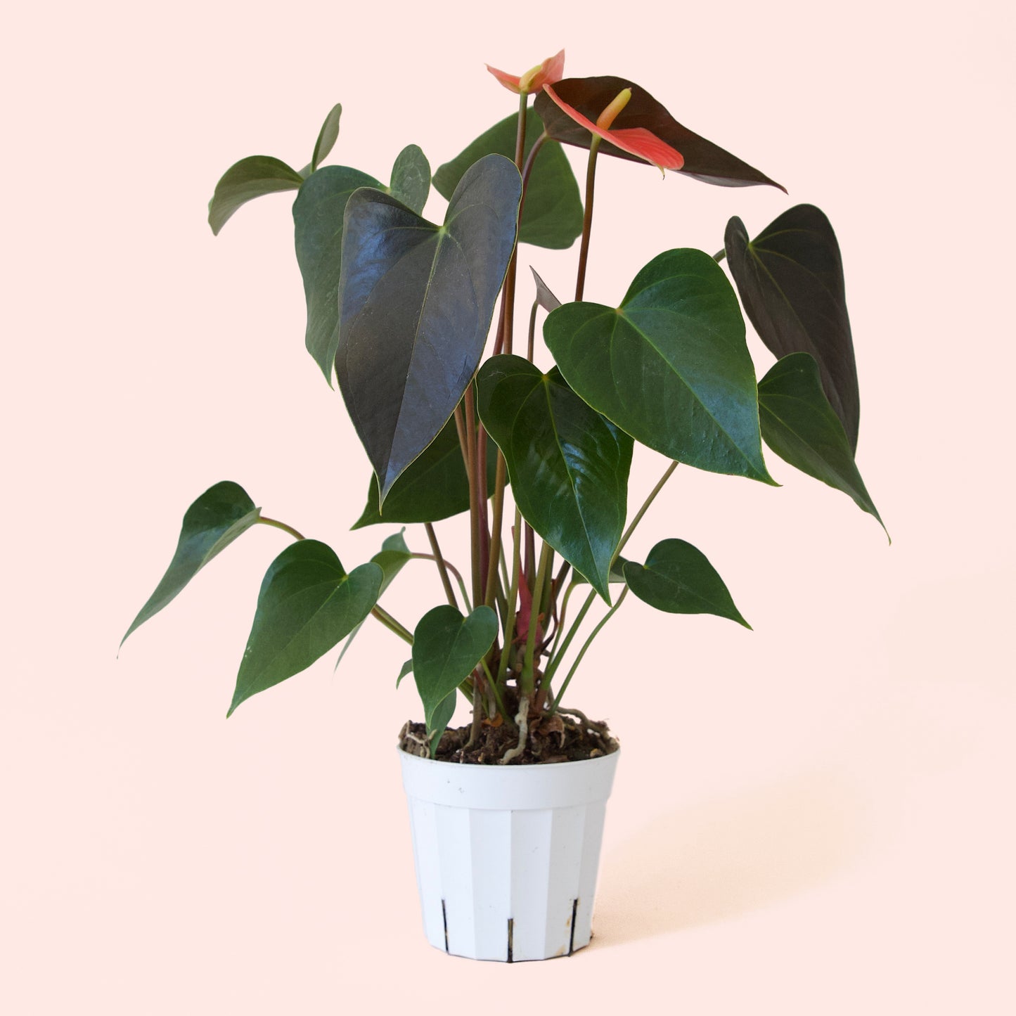 Anthurium | Rainbow Champion