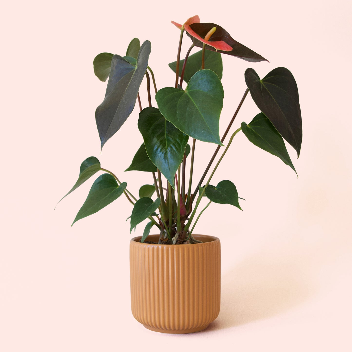 Anthurium | Rainbow Champion