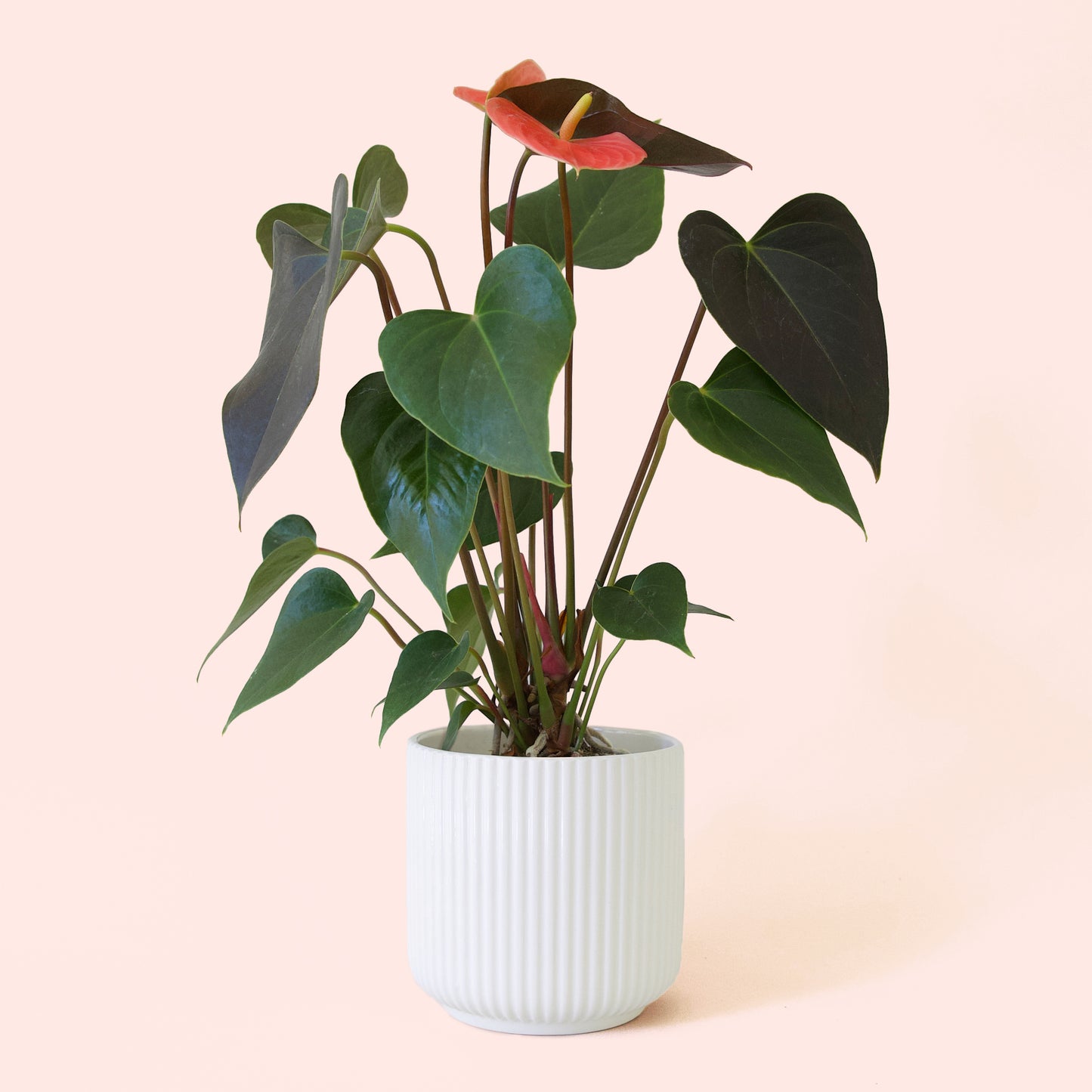 Anthurium | Rainbow Champion