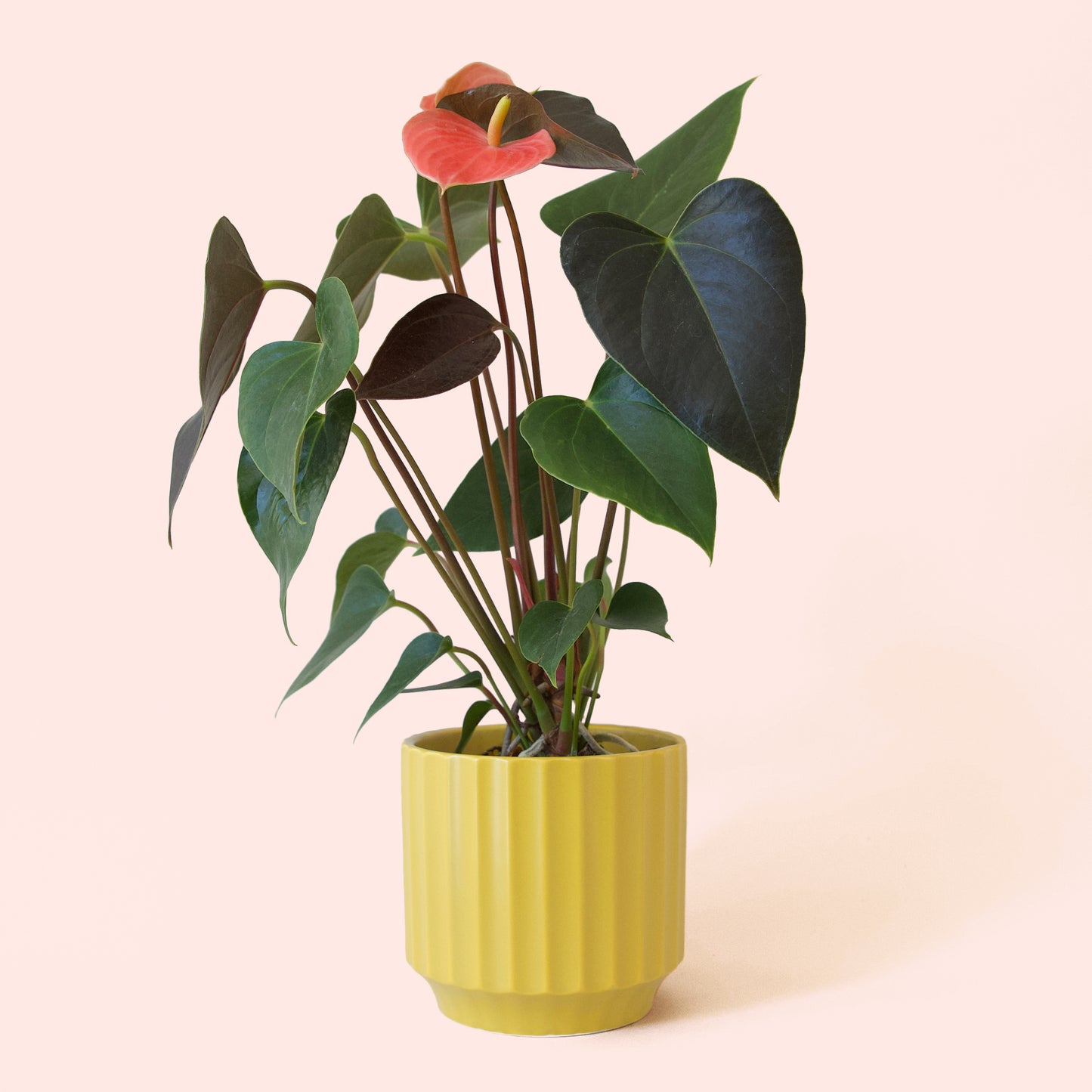 Anthurium | Rainbow Champion