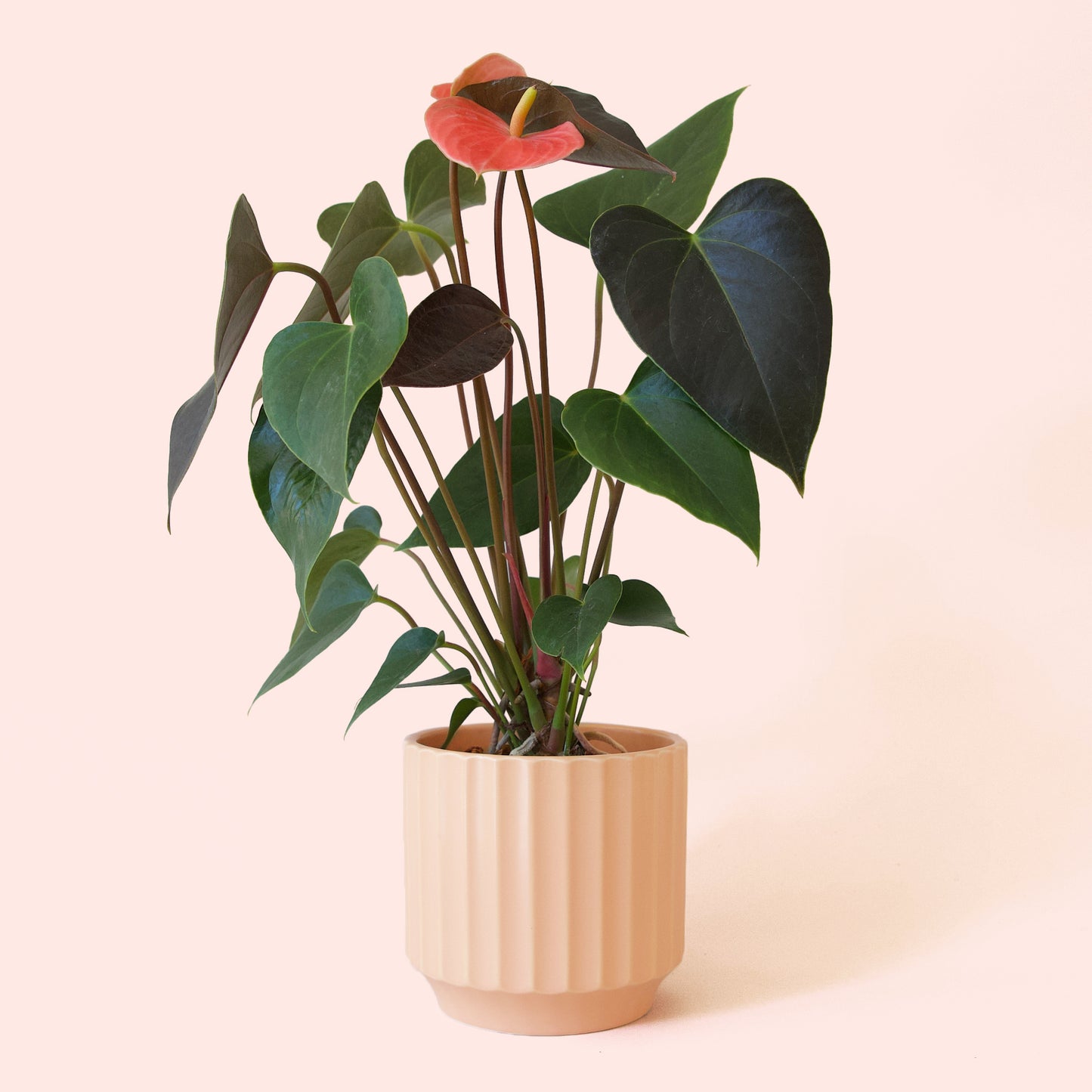 Anthurium | Rainbow Champion