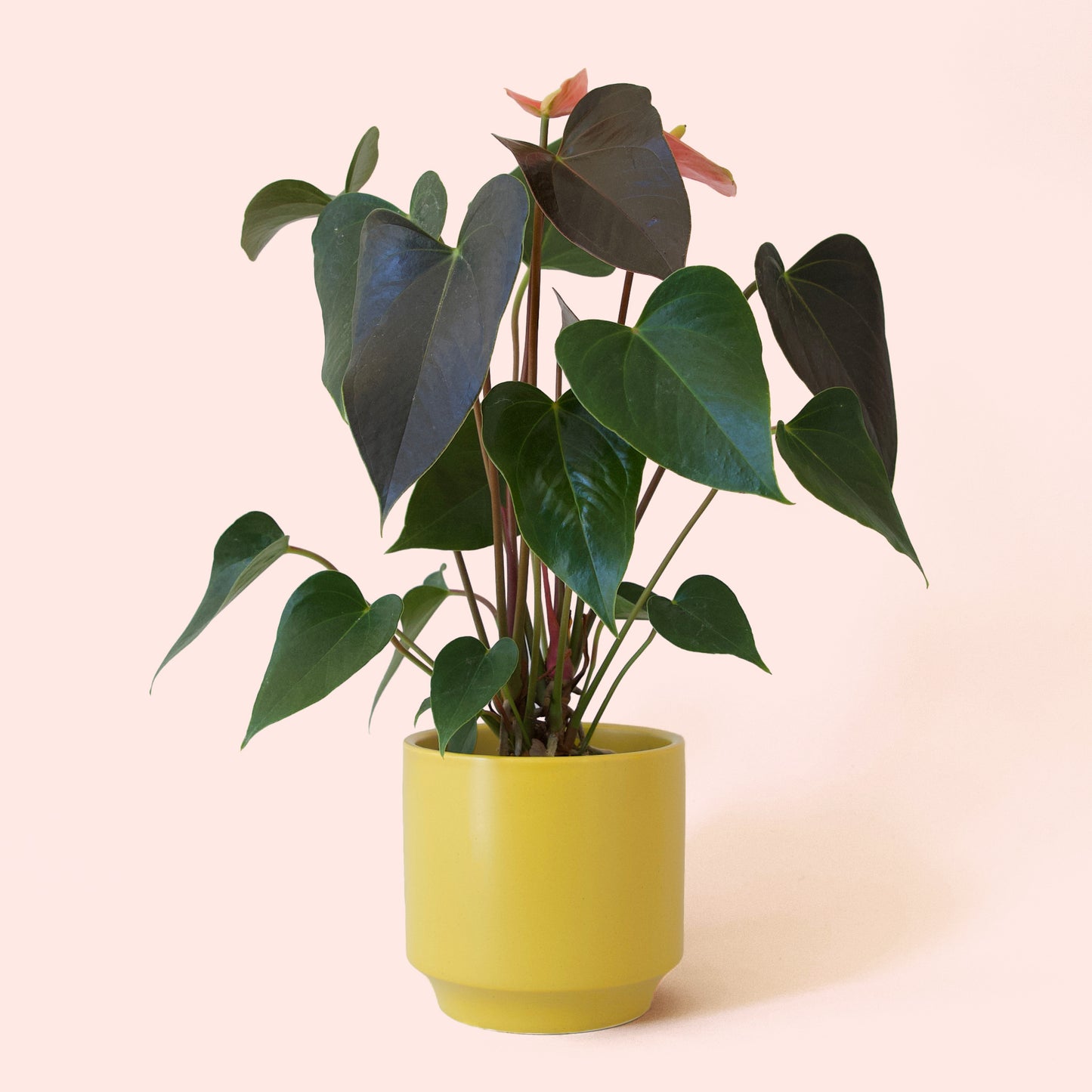 Anthurium | Rainbow Champion