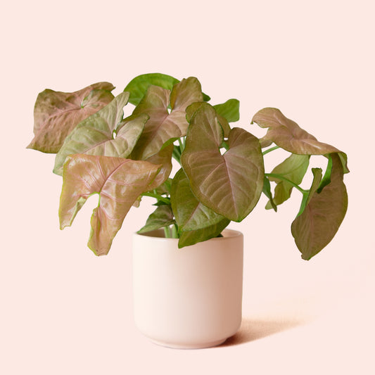 Syngonium | Arrowhead Pink