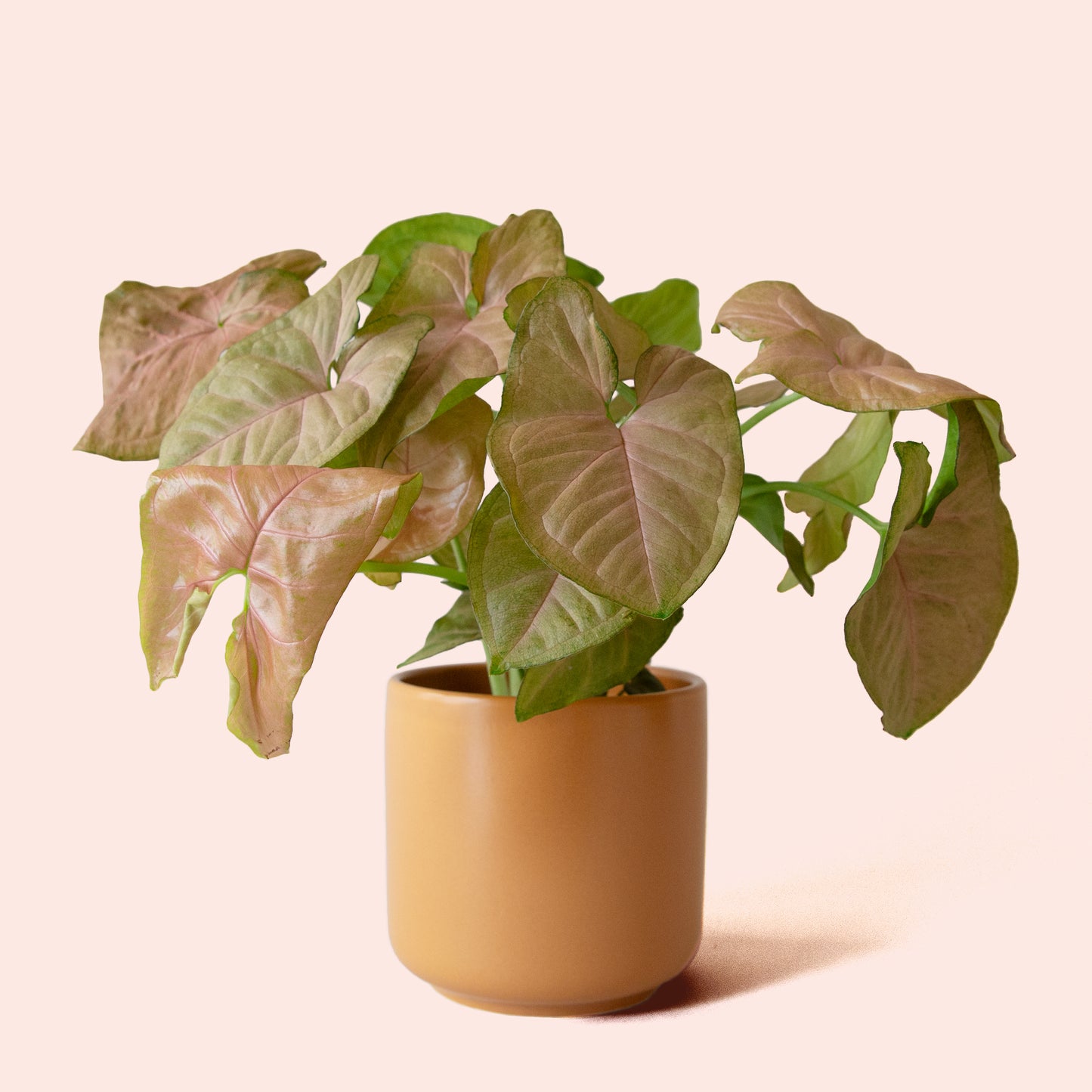 Syngonium | Arrowhead Pink