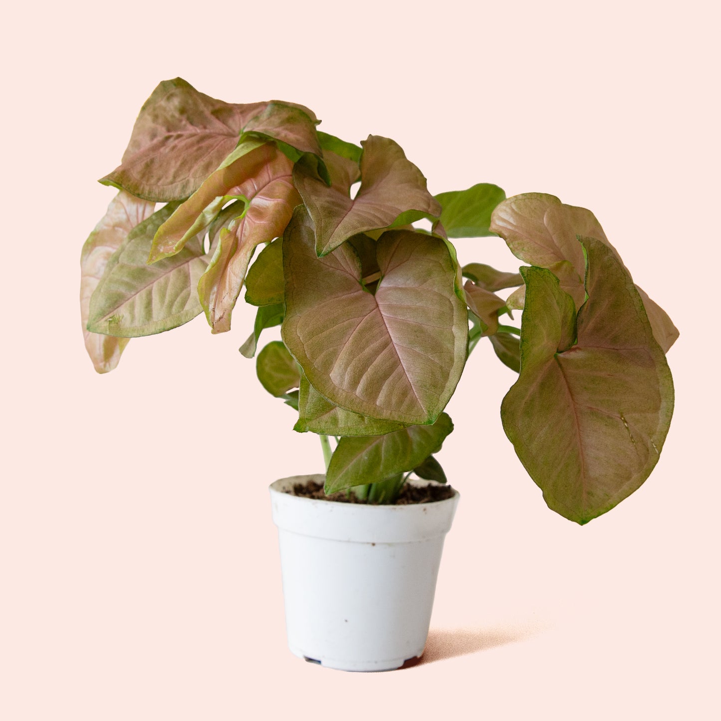 Syngonium | Arrowhead Pink