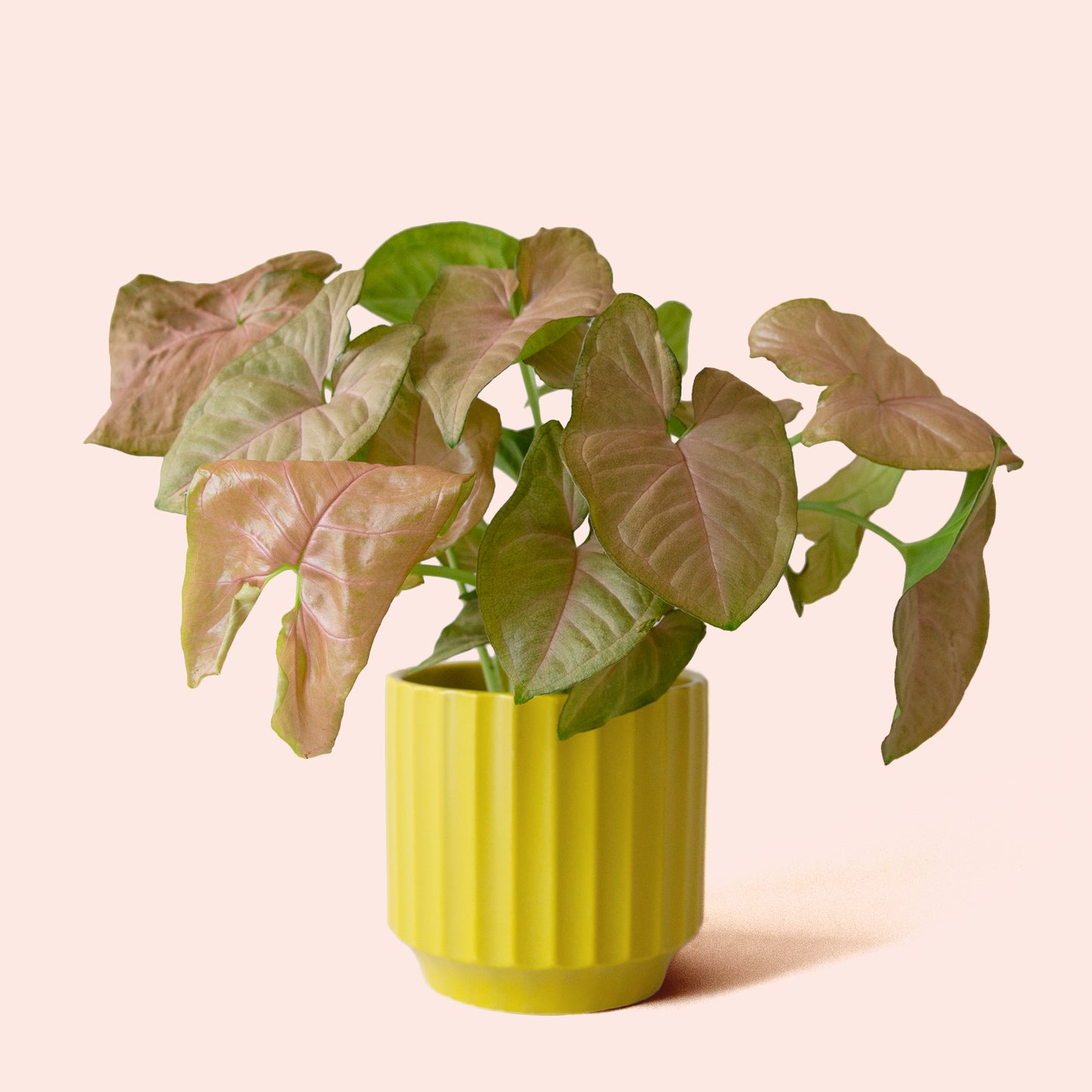 Syngonium | Arrowhead Pink