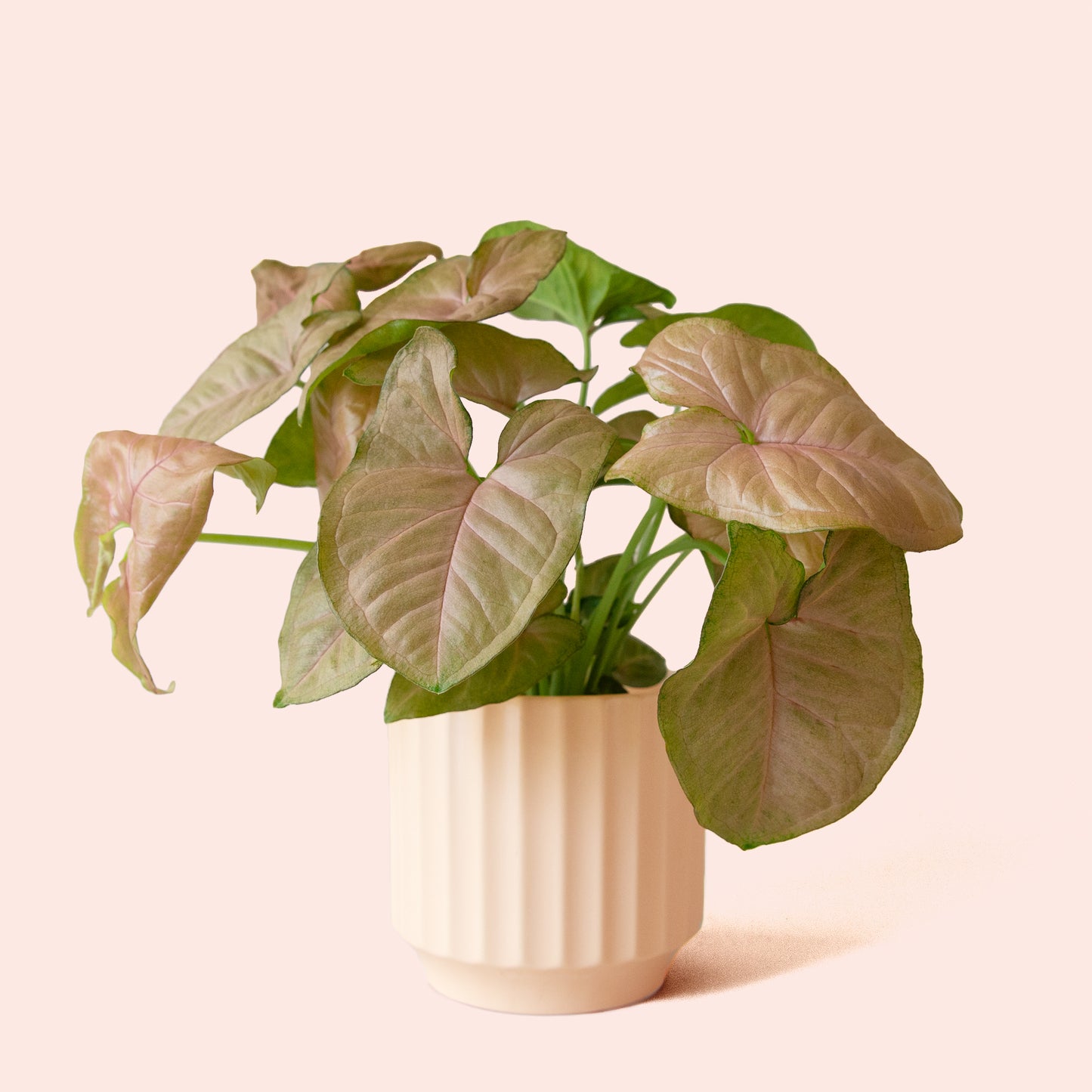 Syngonium | Arrowhead Pink