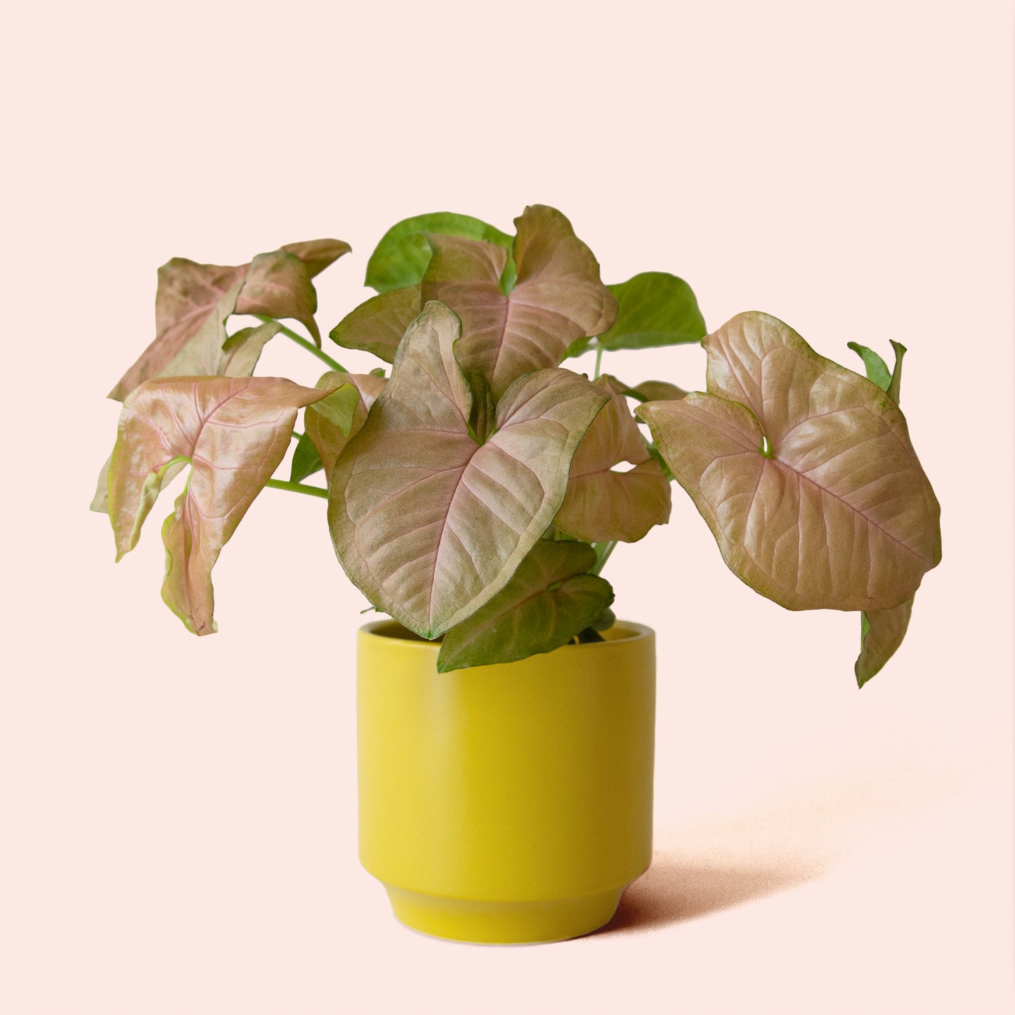 Syngonium | Arrowhead Pink