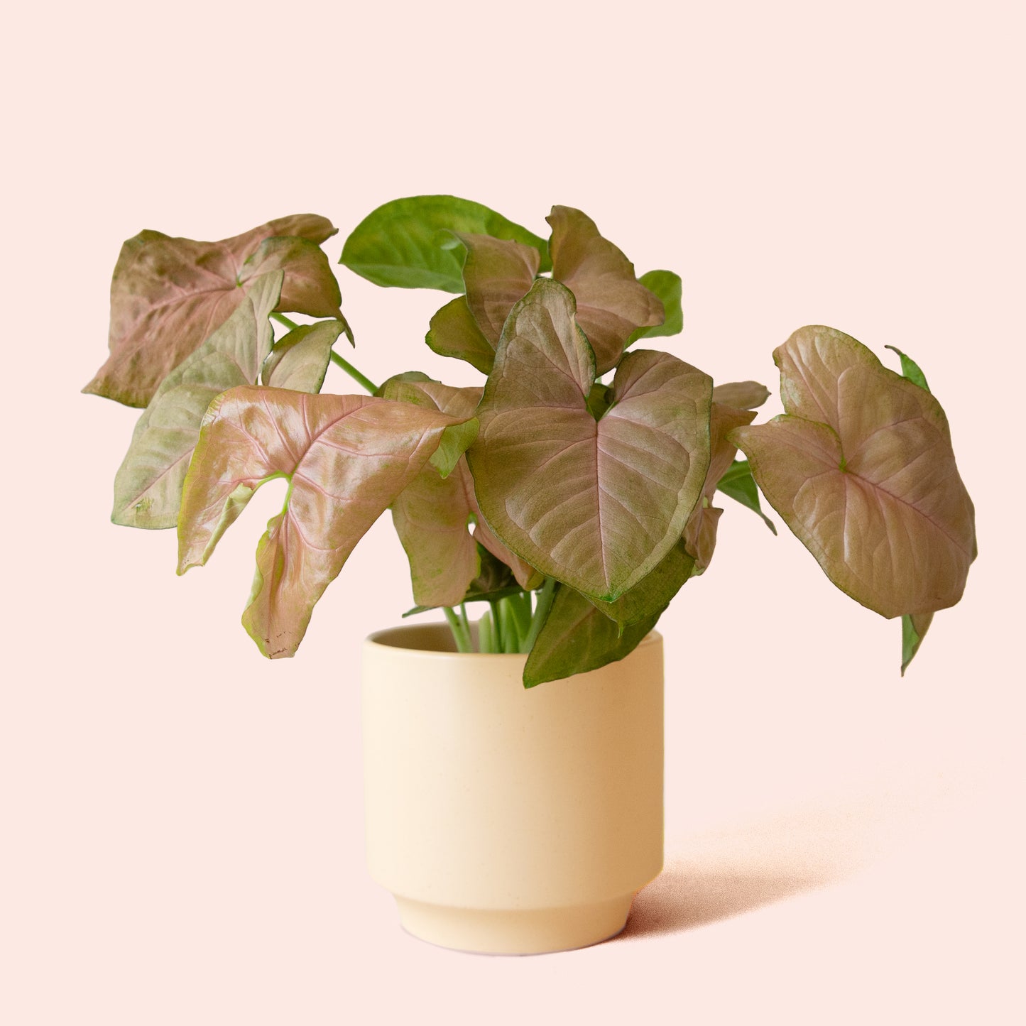 Syngonium | Arrowhead Pink