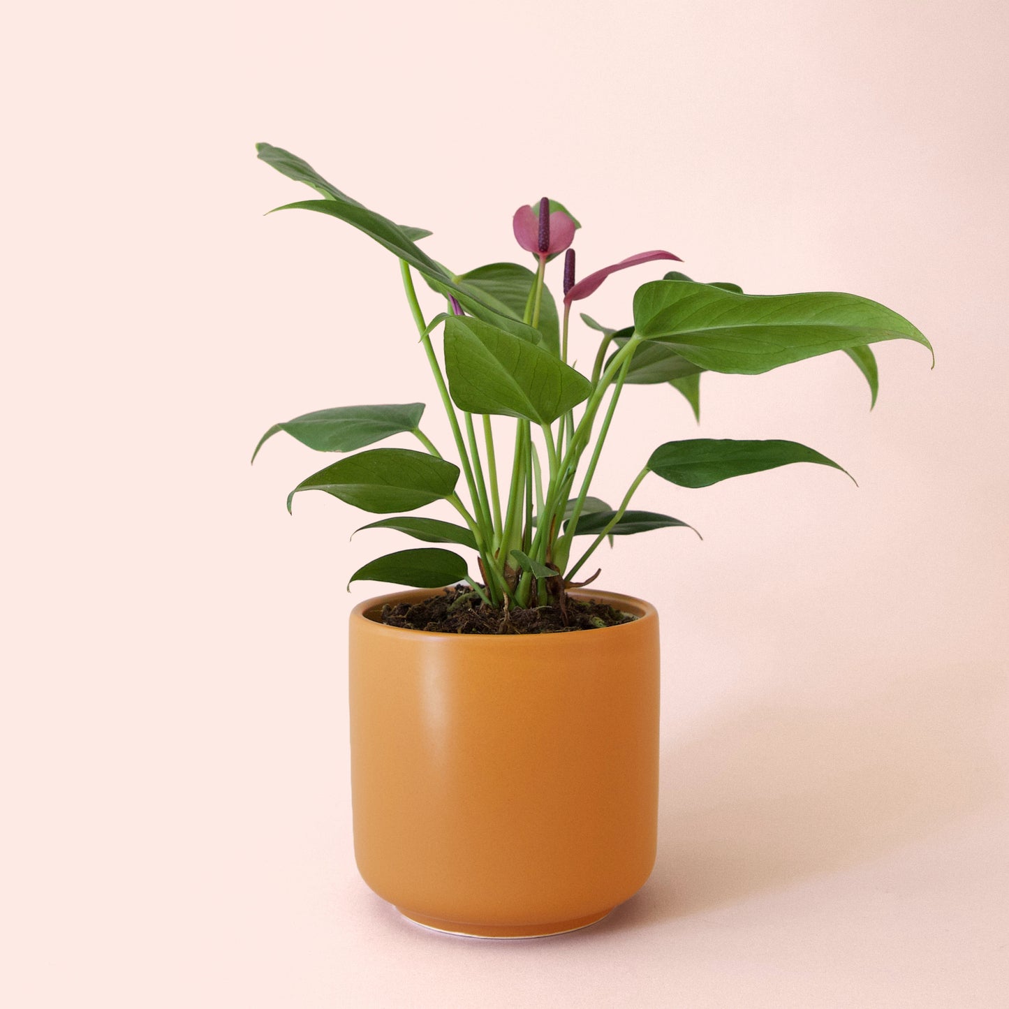 Anthurium | Zizou