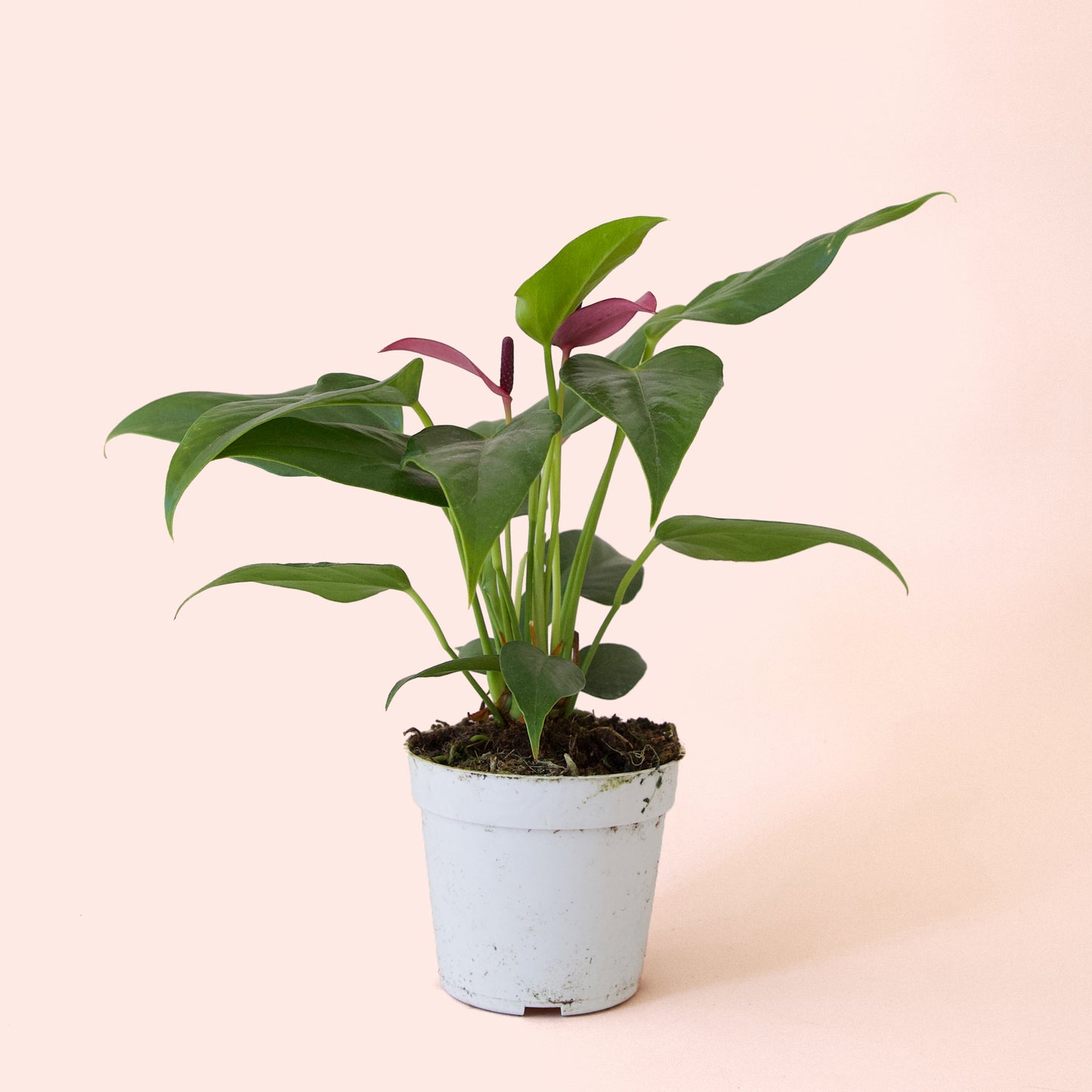 Anthurium | Zizou