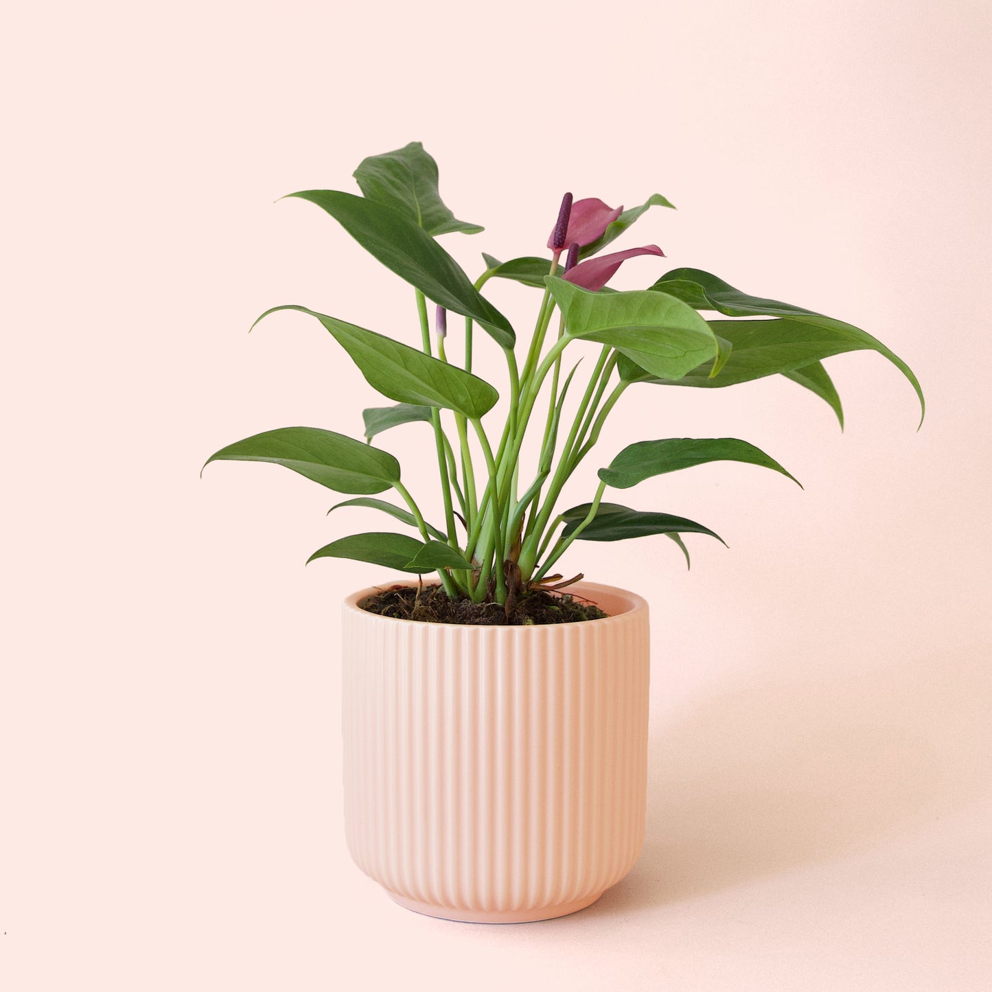 Anthurium | Zizou