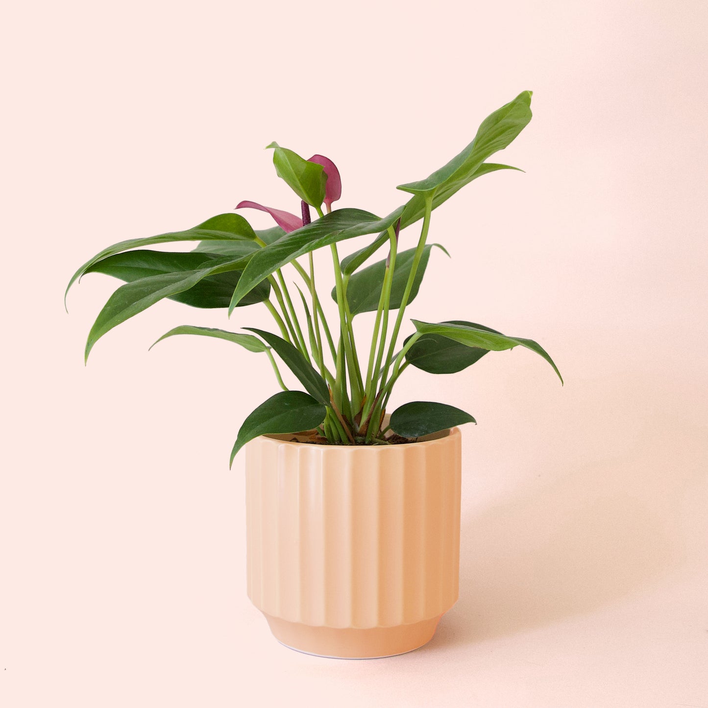 Anthurium | Zizou