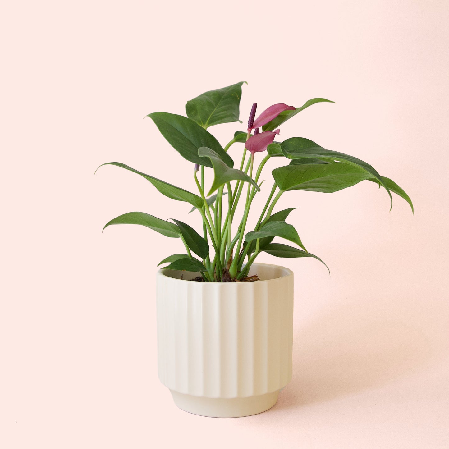Anthurium | Zizou