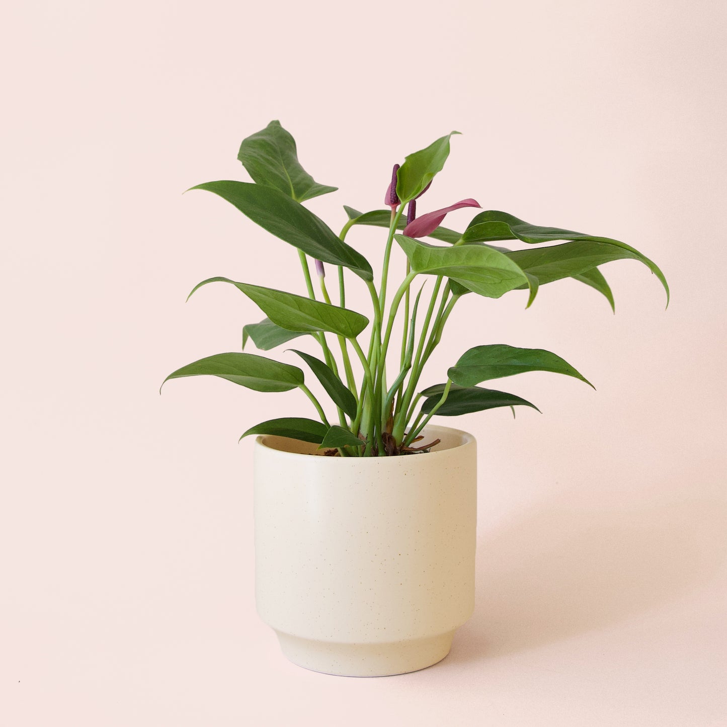 Anthurium | Zizou