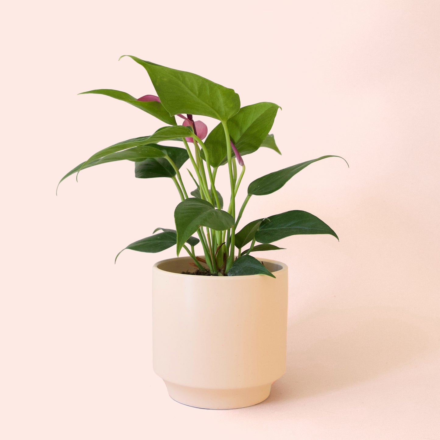 Anthurium | Zizou