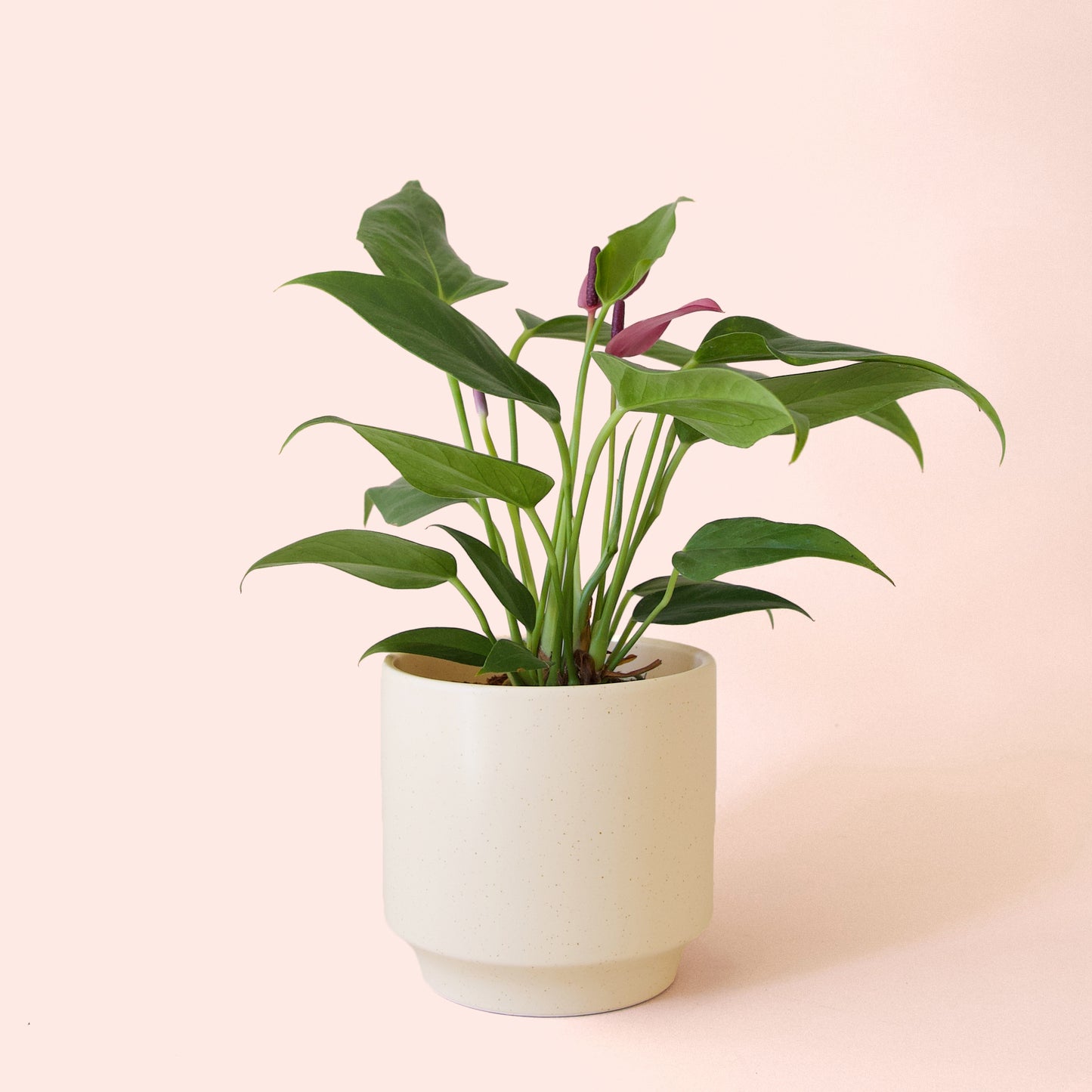 Anthurium | Zizou
