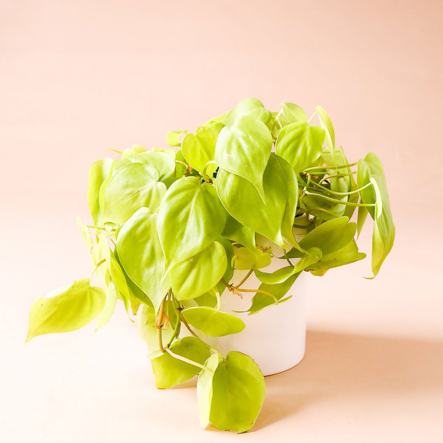 a philodendron neon plant with vining lime green leaves in a white pot