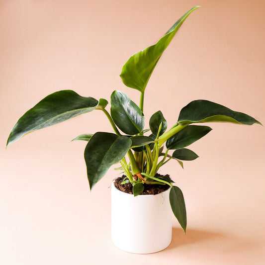 a philodendron congo with dark green pointed leaves and light green stems