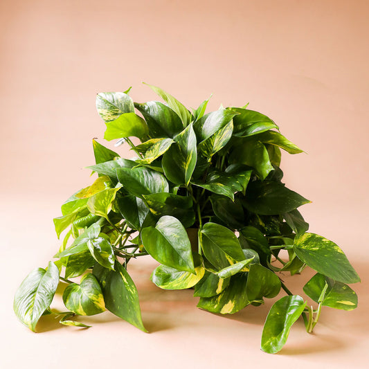 Variegated green and white Pothos plant that is full of fresh, plump leaves and growing green stems. Plant is potted in a solid white ceramic pot.