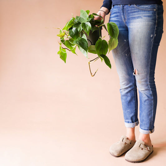 n front of a peachy background is a person standing on the right side of the picture. The person is wearing light blue jeans. In their right hand is a dark green circular pot with a philodendron cordatum inside. The green vines spill out over the sides of the pot. The green leaves are wide with a pointed top.