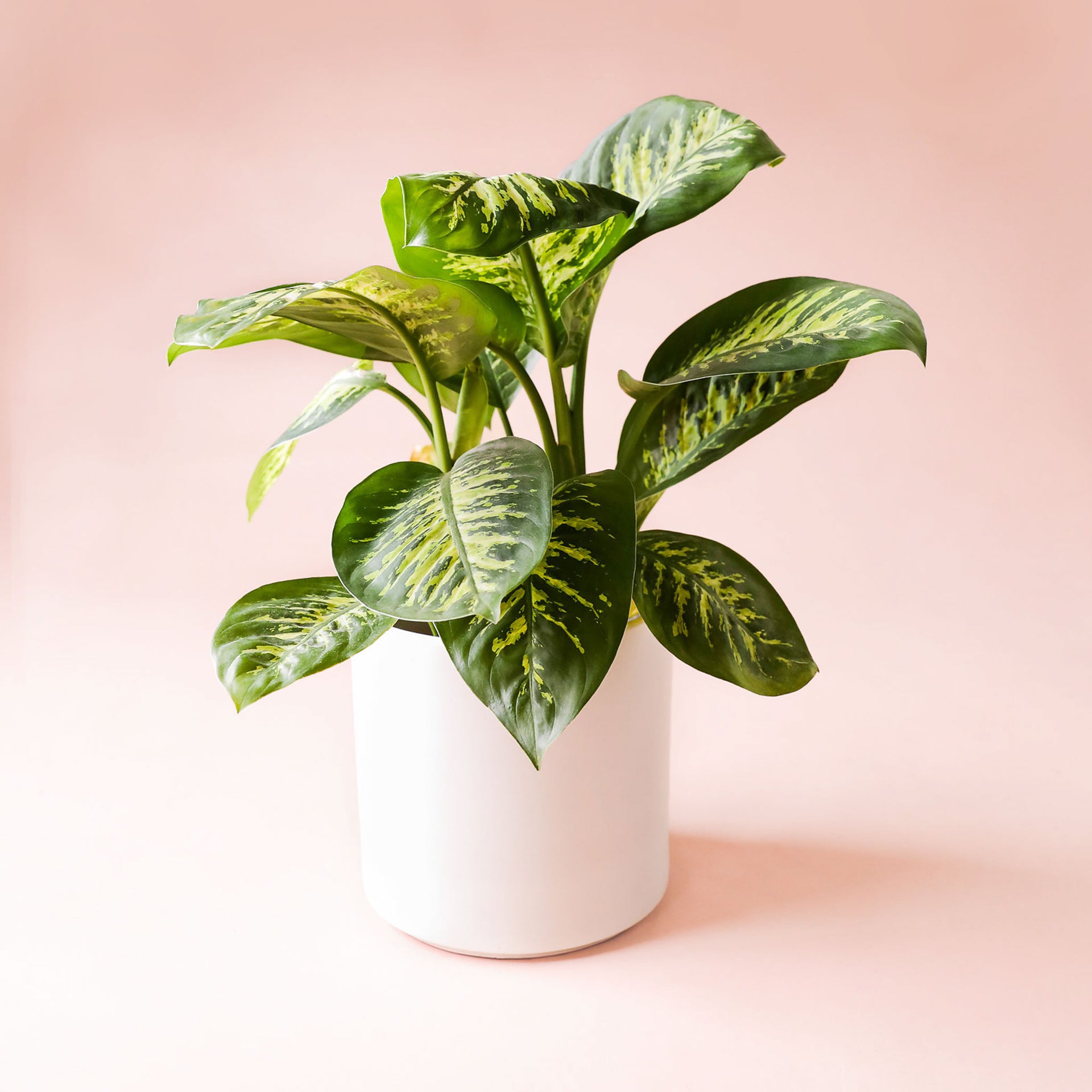 Dieffenbachia